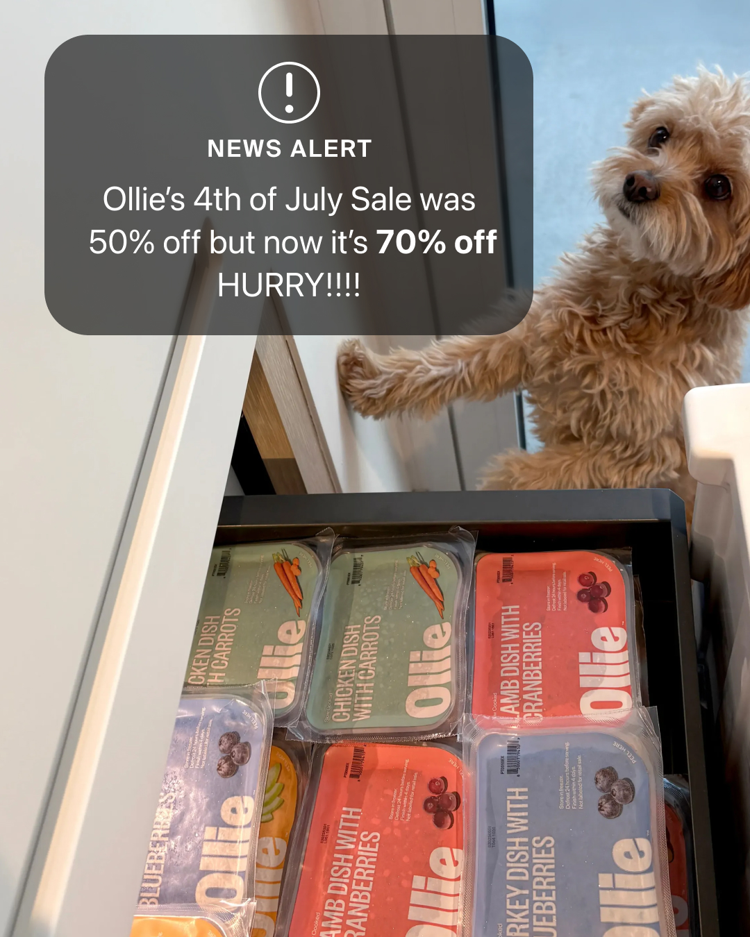 Ollie Facebook ad