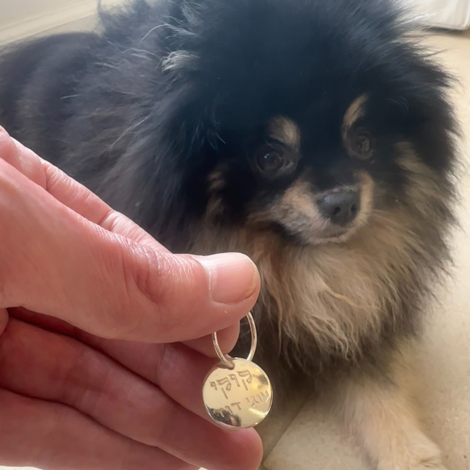 Hadaya - One of a Kind Jewelry Facebook ad: Meet Cookie Ugi David, the most stylish Pomeranian…