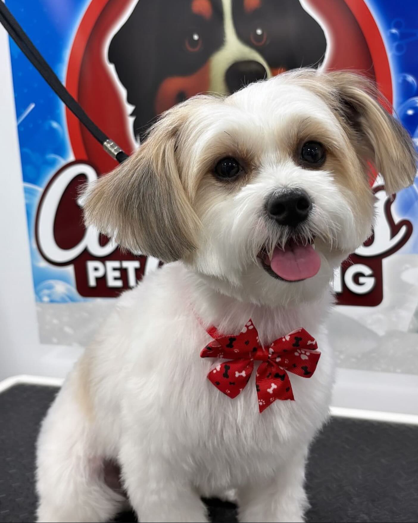 Coquetos pet Grooming Facebook ad from Jun 18, 2025