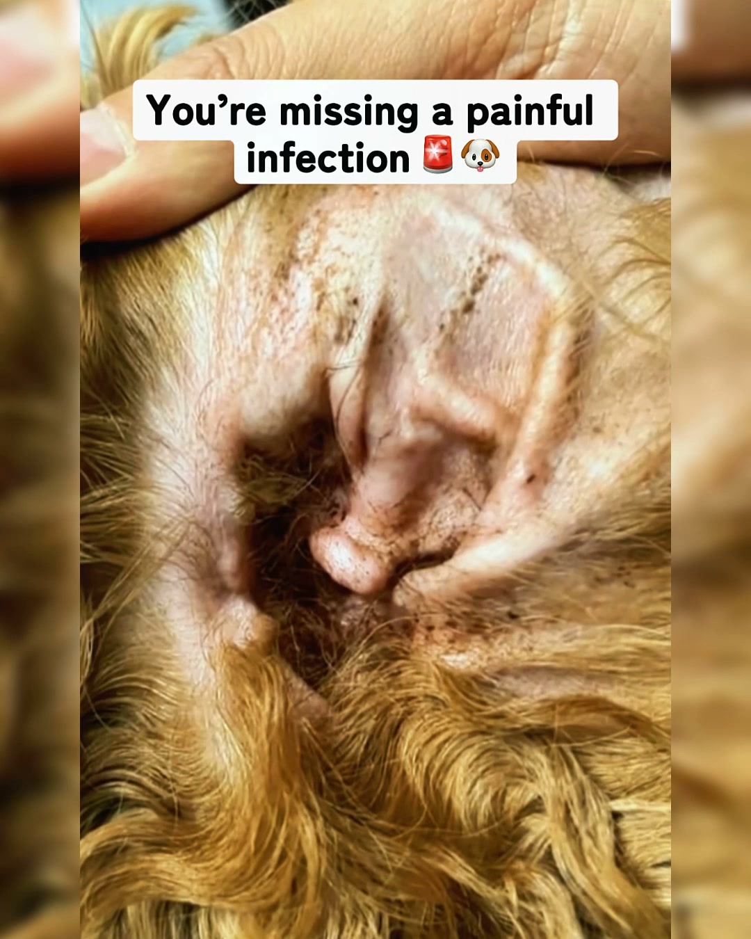 Paws & Tales Facebook ad: I was tired of spending hundreds at the…
