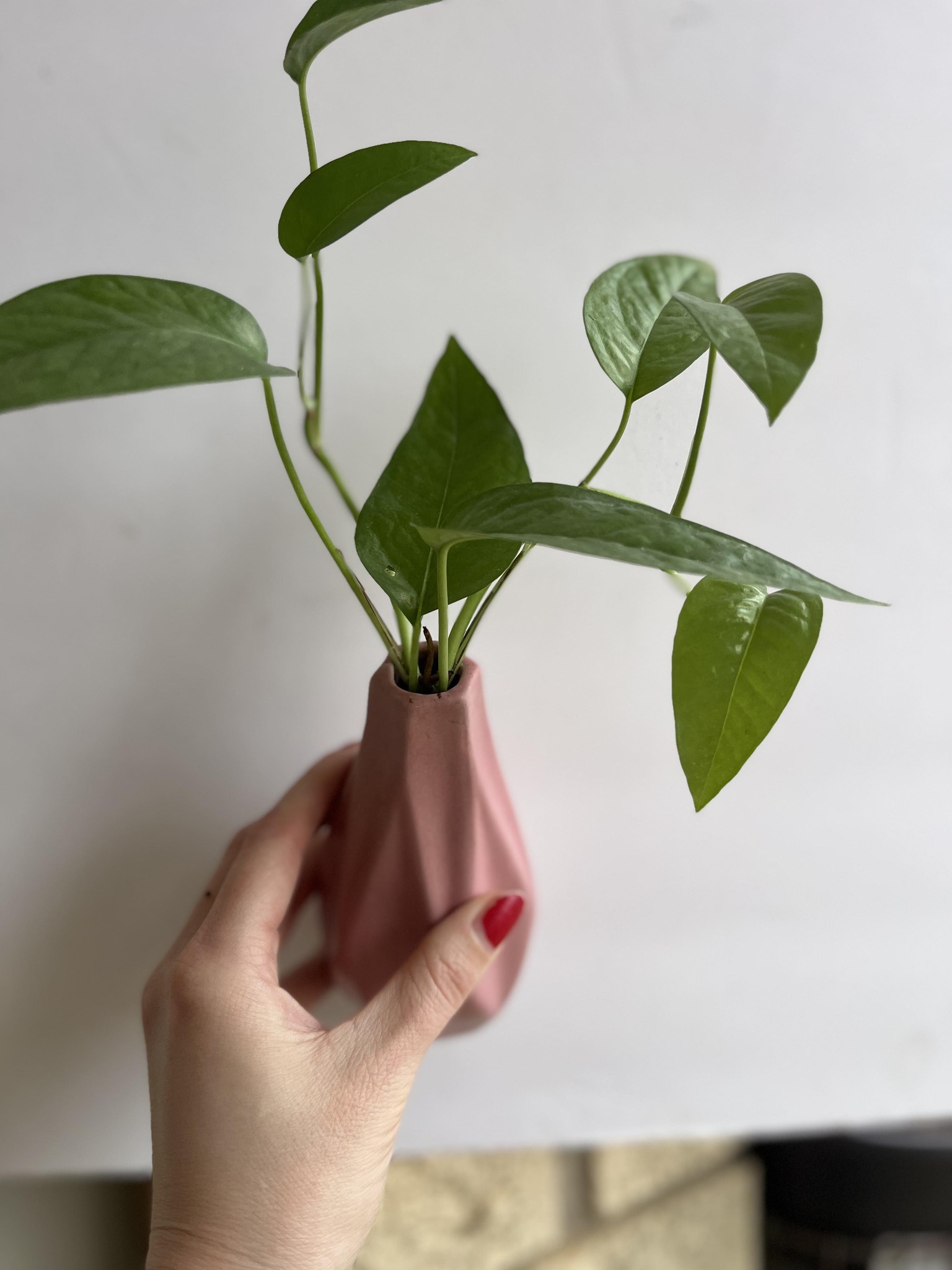 Plants This Weekend Facebook ad
