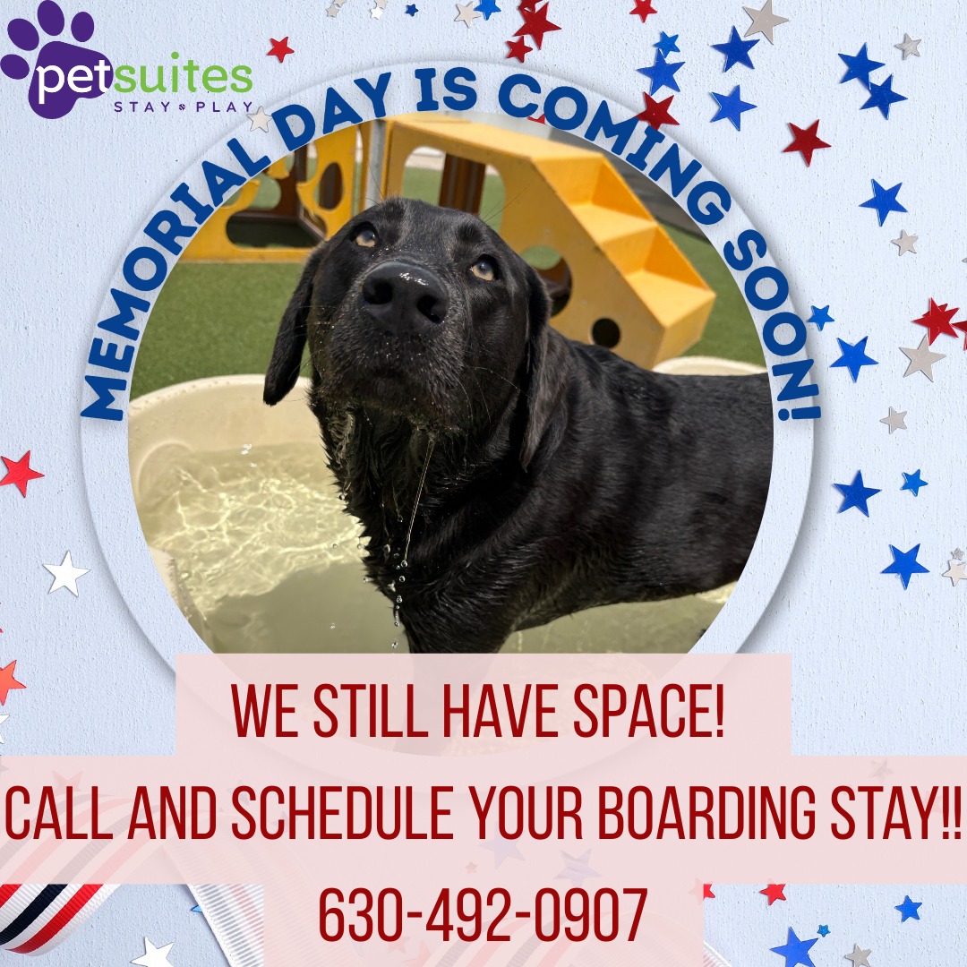 PetSuites St. Charles Facebook ad: Were only two weeks away from kicking off…