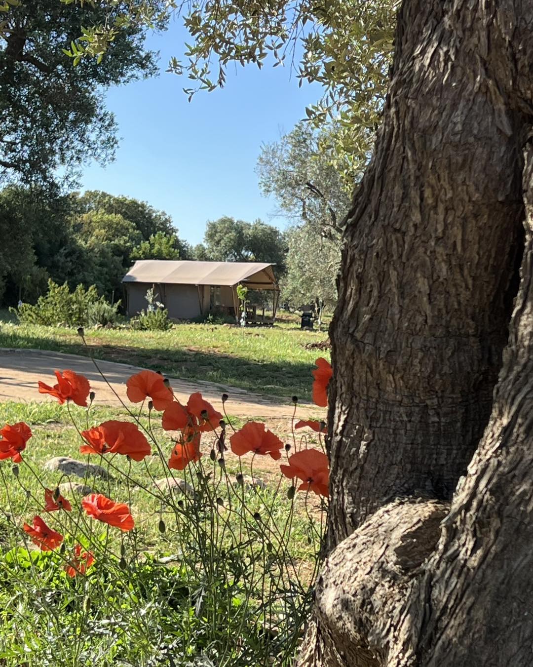 Domus Olea Glamping in Puglia Facebook ad: We still have limited availability liberation day on…
