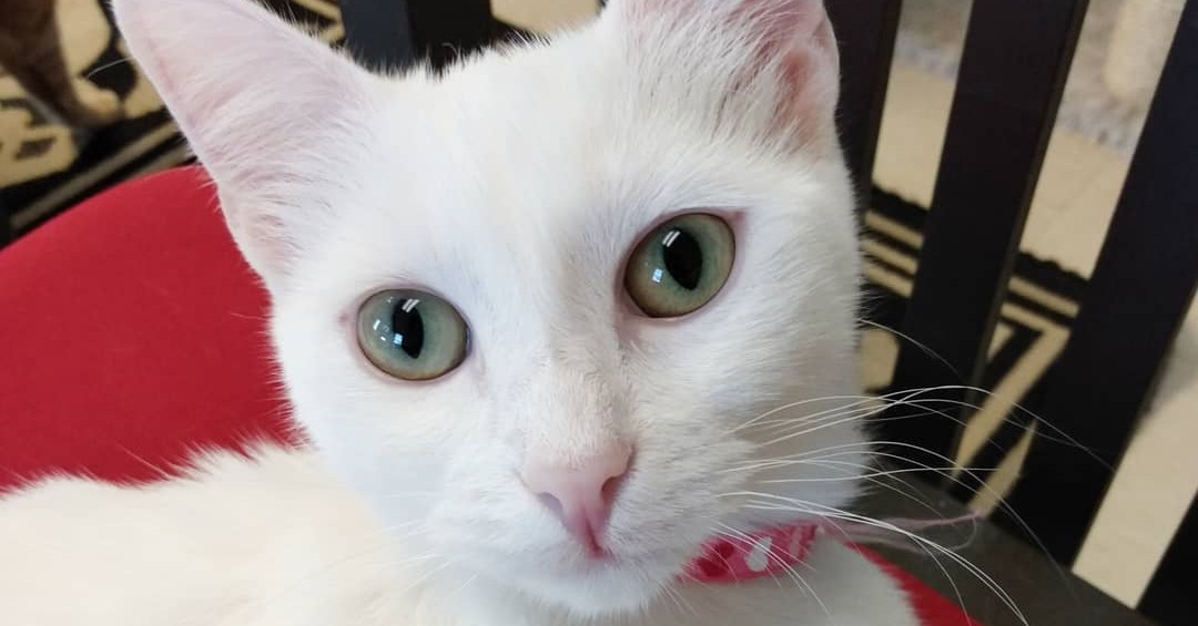 Catnip Cat Cafe Facebook ad: Catnip Cat Cafe is a place to grab…