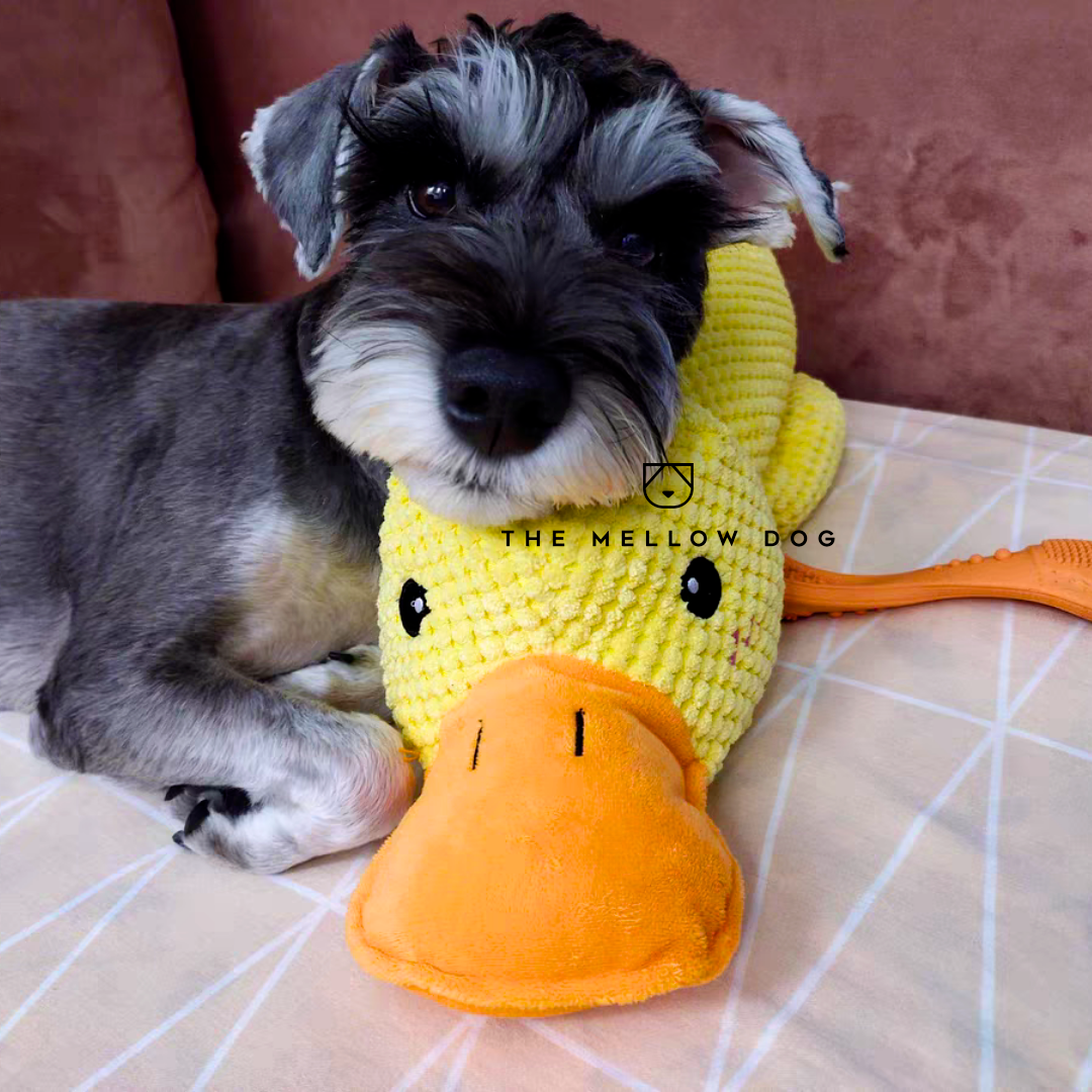 The Mellow Dog Facebook ad