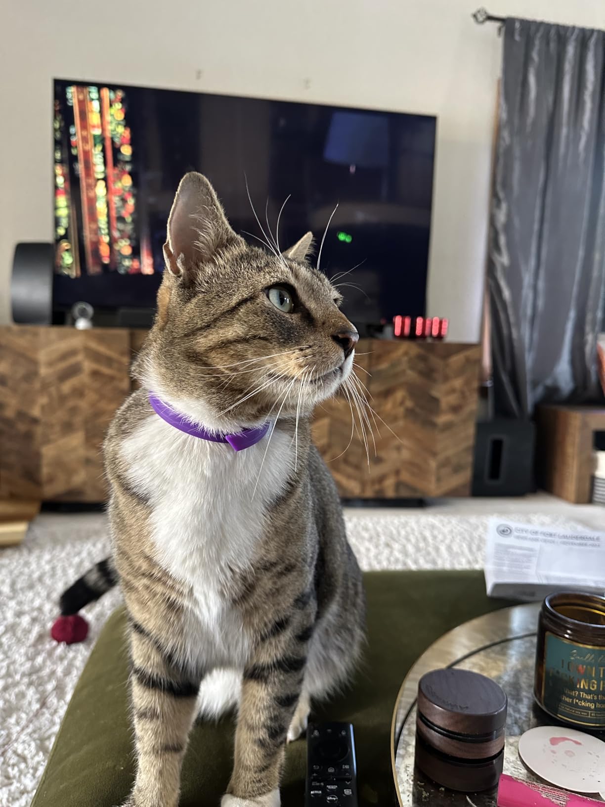 The Veterinary Review Facebook ad: What Happens After You Put On This Calming Collar…