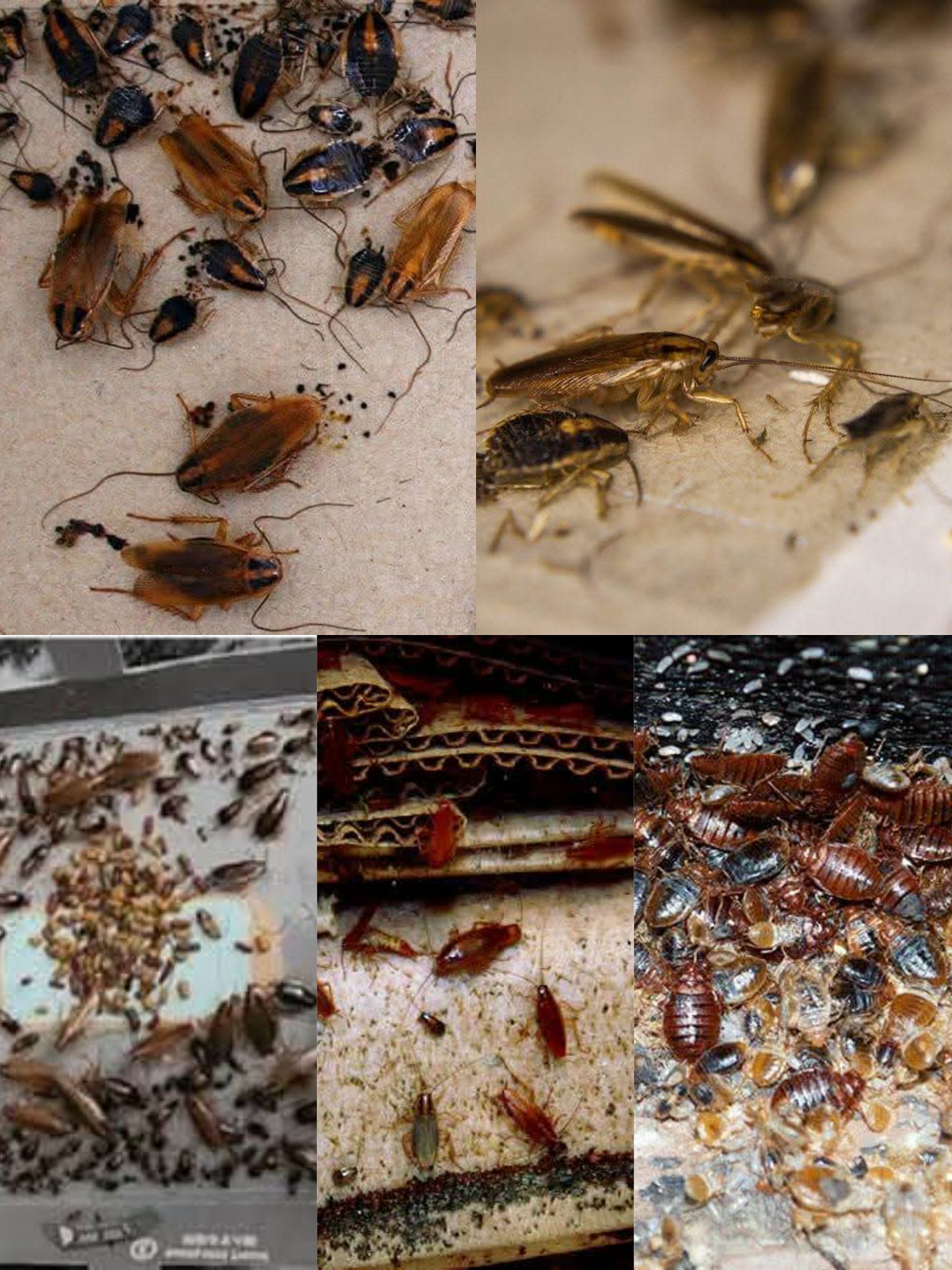 Al pest solution control services Facebook ad: https://wa.me/message/YIAMXSSW2NXNL1