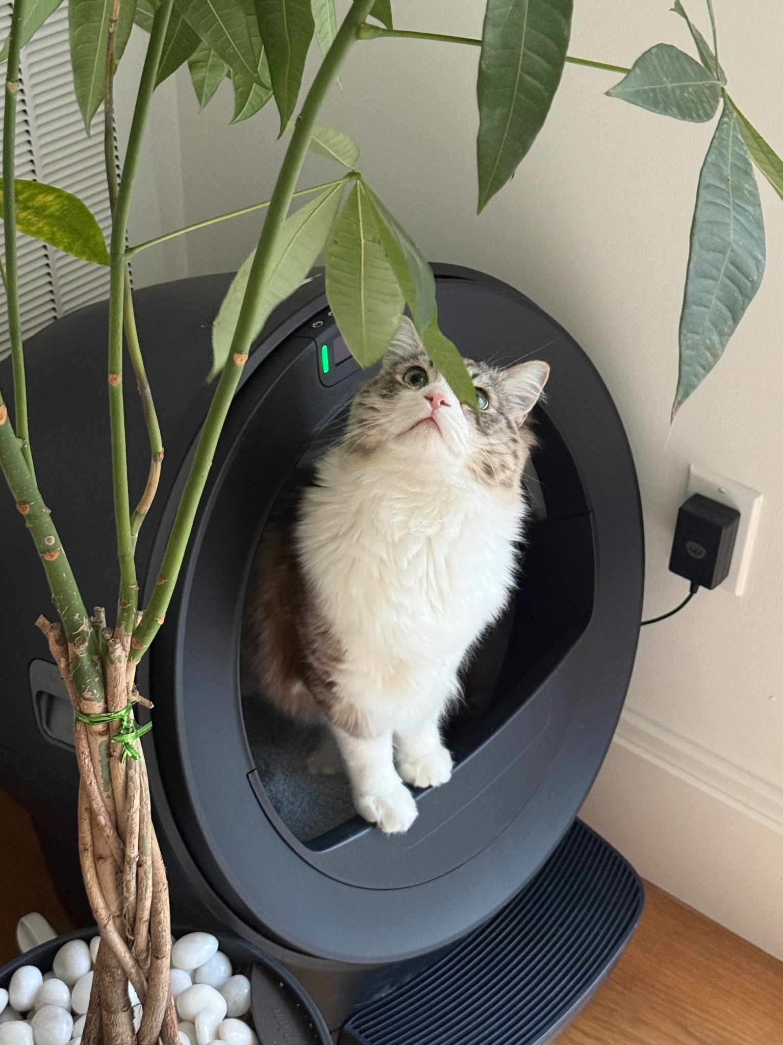 Litter-Robot by Whisker Facebook ad