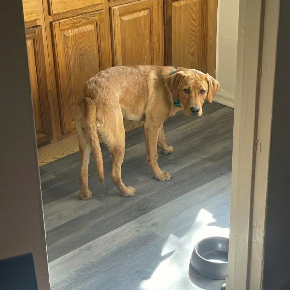 Pet Parent Confessions Facebook ad: Read if Your Dog Hates Nail Trims