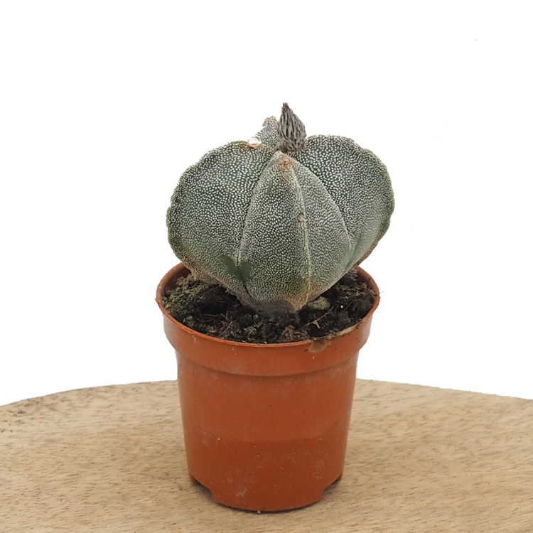 Littleshopofhorrors.co.uk Facebook ad: Carnivorous Plants for Sale: Venus Flytrap, Sundew, and More