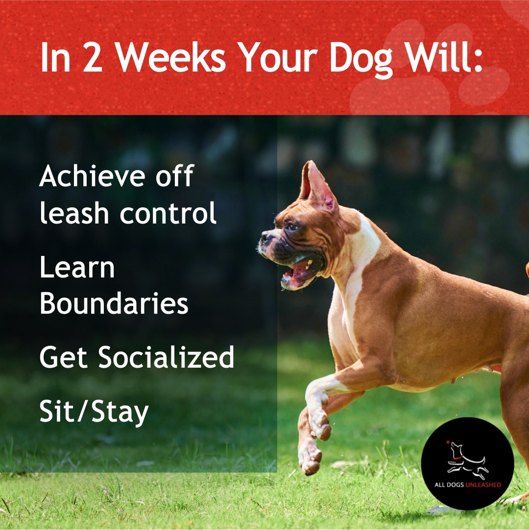 All Dogs Unleashed Facebook ad