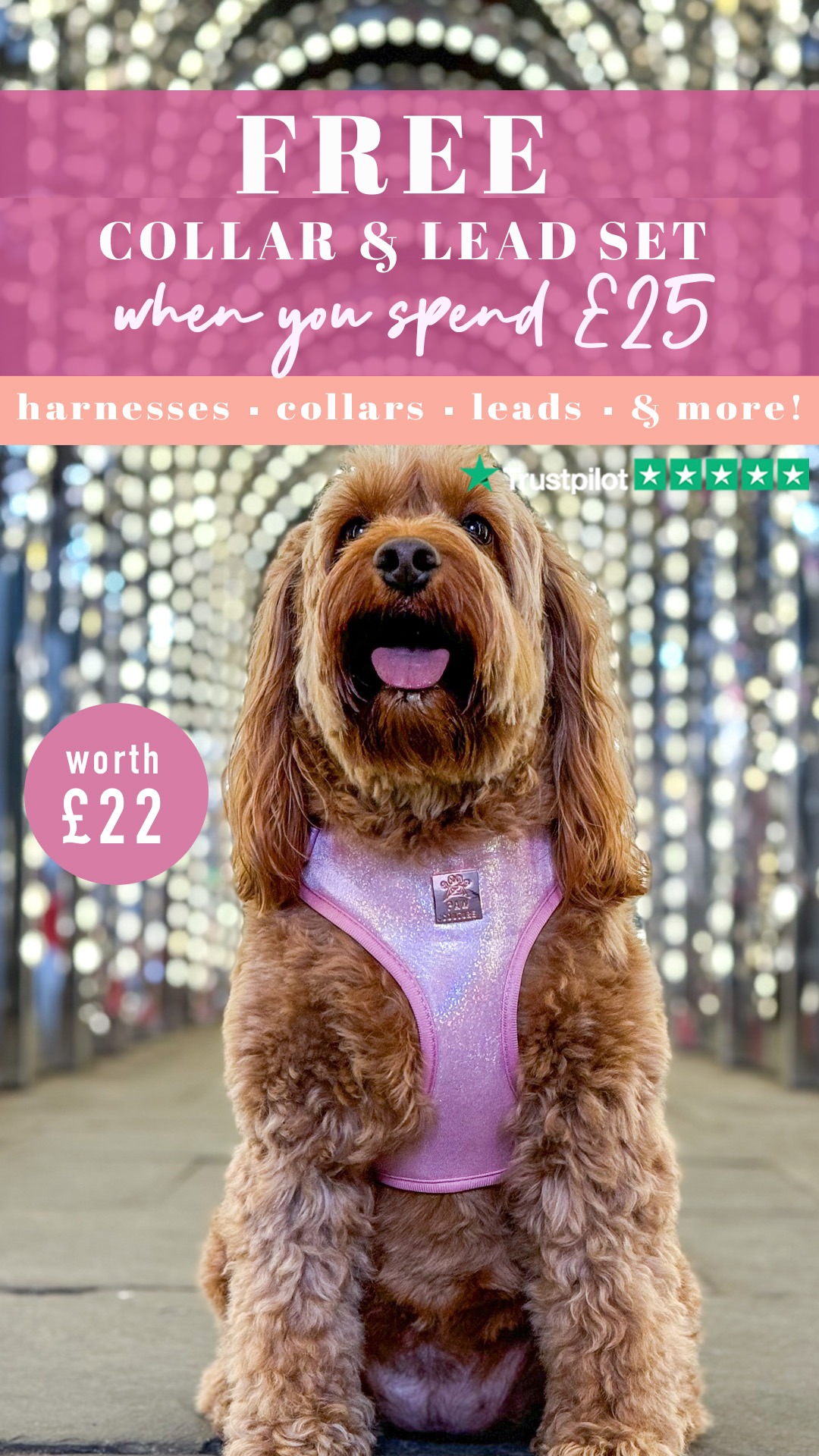 Paw Couture Facebook ad