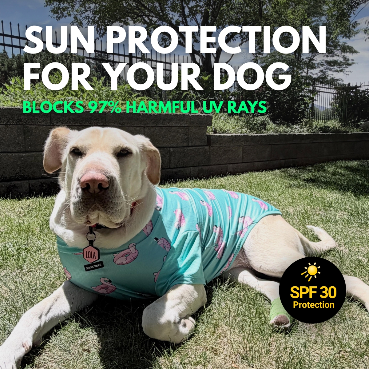 Spark Paws Facebook ad