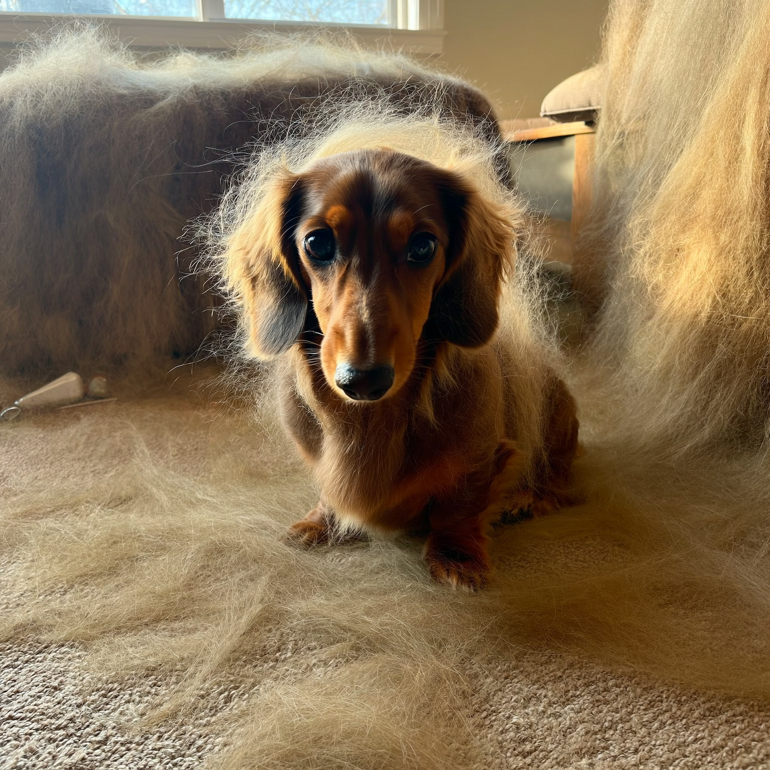 Ella's Pet Diary Facebook ad