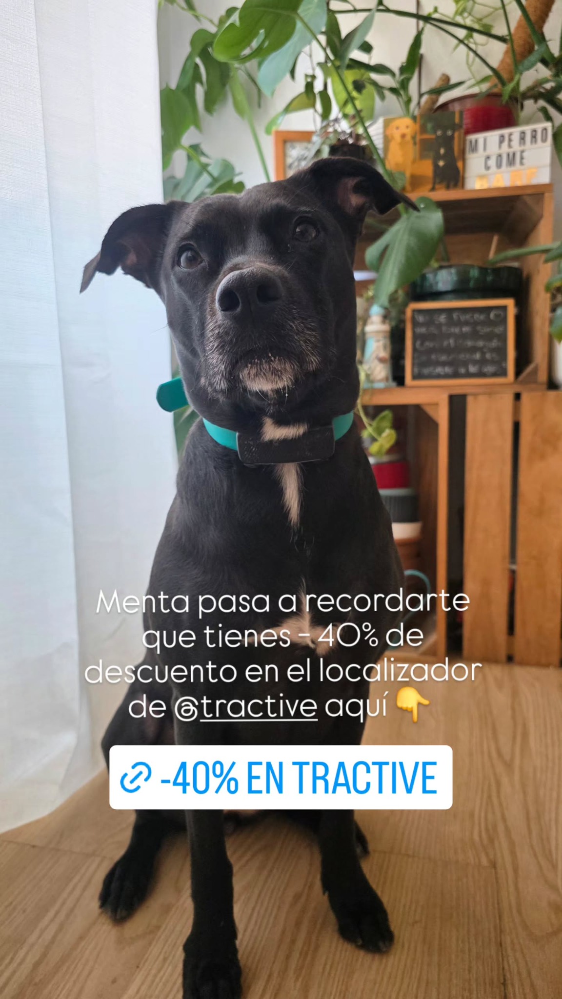 Tractive Facebook ad