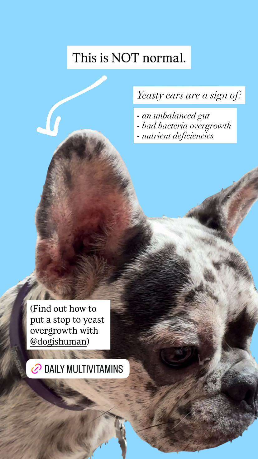 Dog is Human Facebook ad