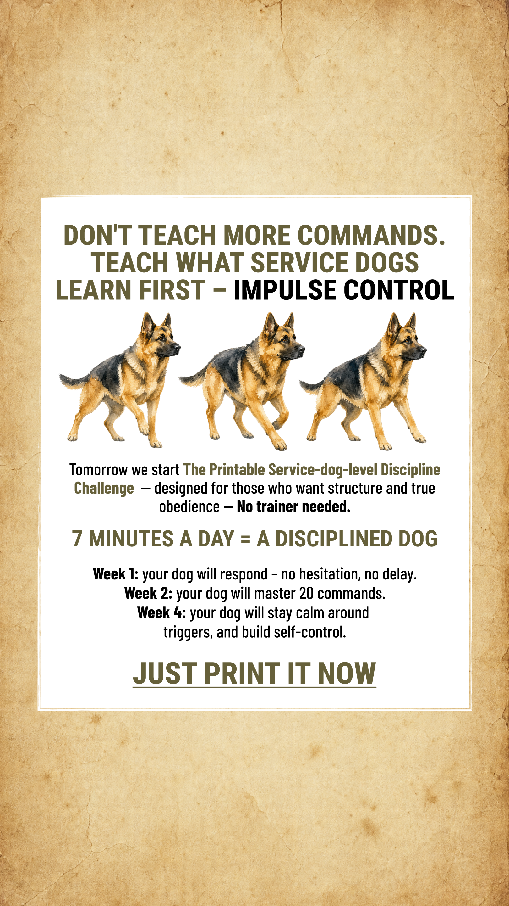 Dog Training Program Facebook ad: Take the lead. Start now
