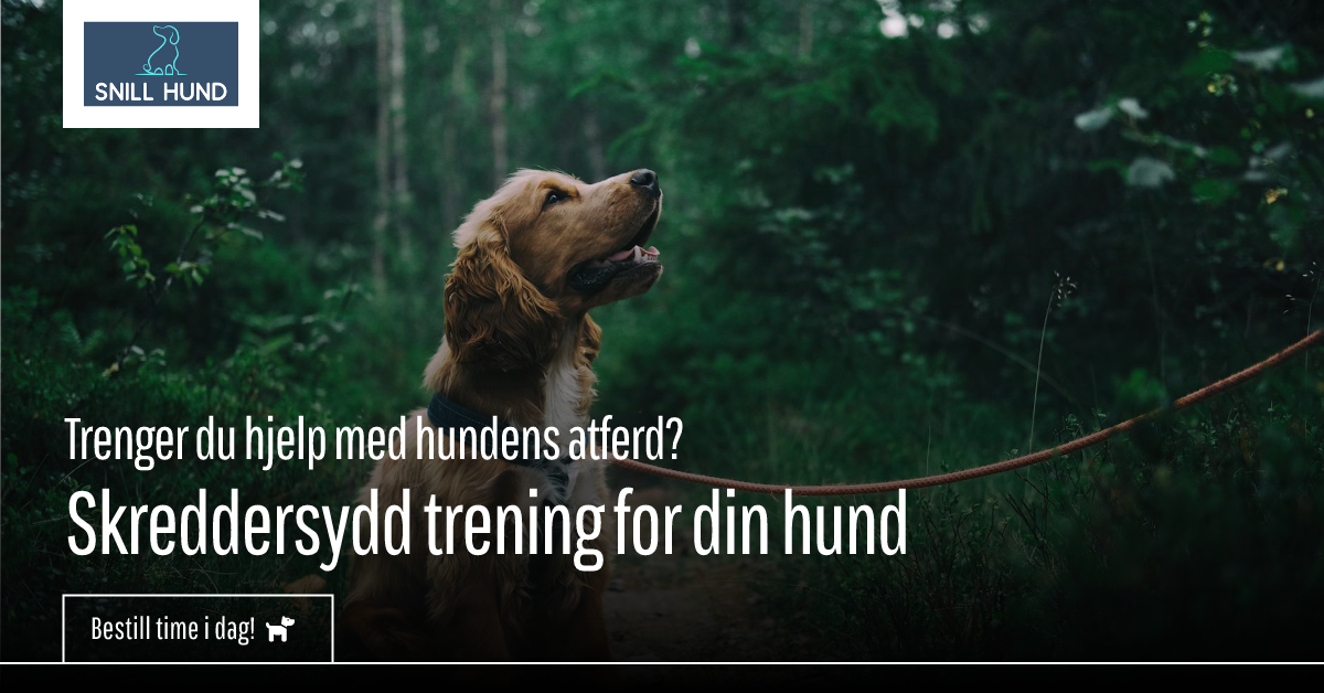 Snill hund Facebook ad: Skreddersydd hundehjelp