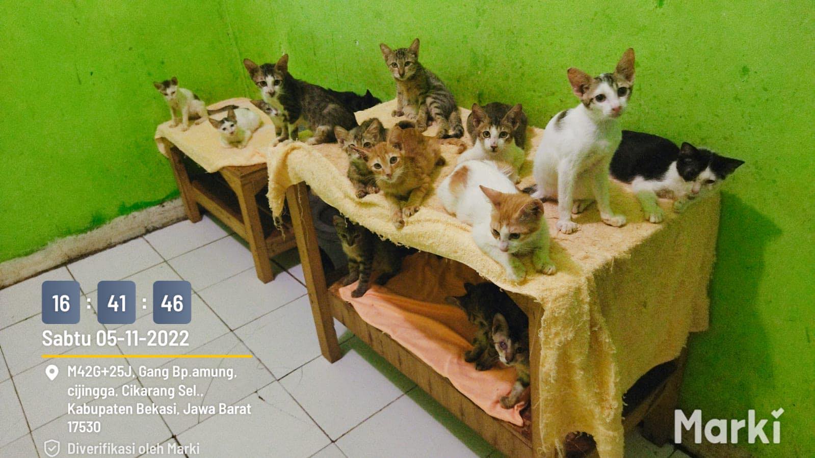 Street Cat Paradise / Firdaus Kucing Jalanan Facebook ad: こちらは、インドネシアで行っている保護猫活動です。猫好きの方、応援してください。 Welcome to a…