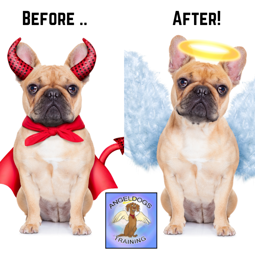 Santa Clarita Dog Training AngelDogs Facebook ad