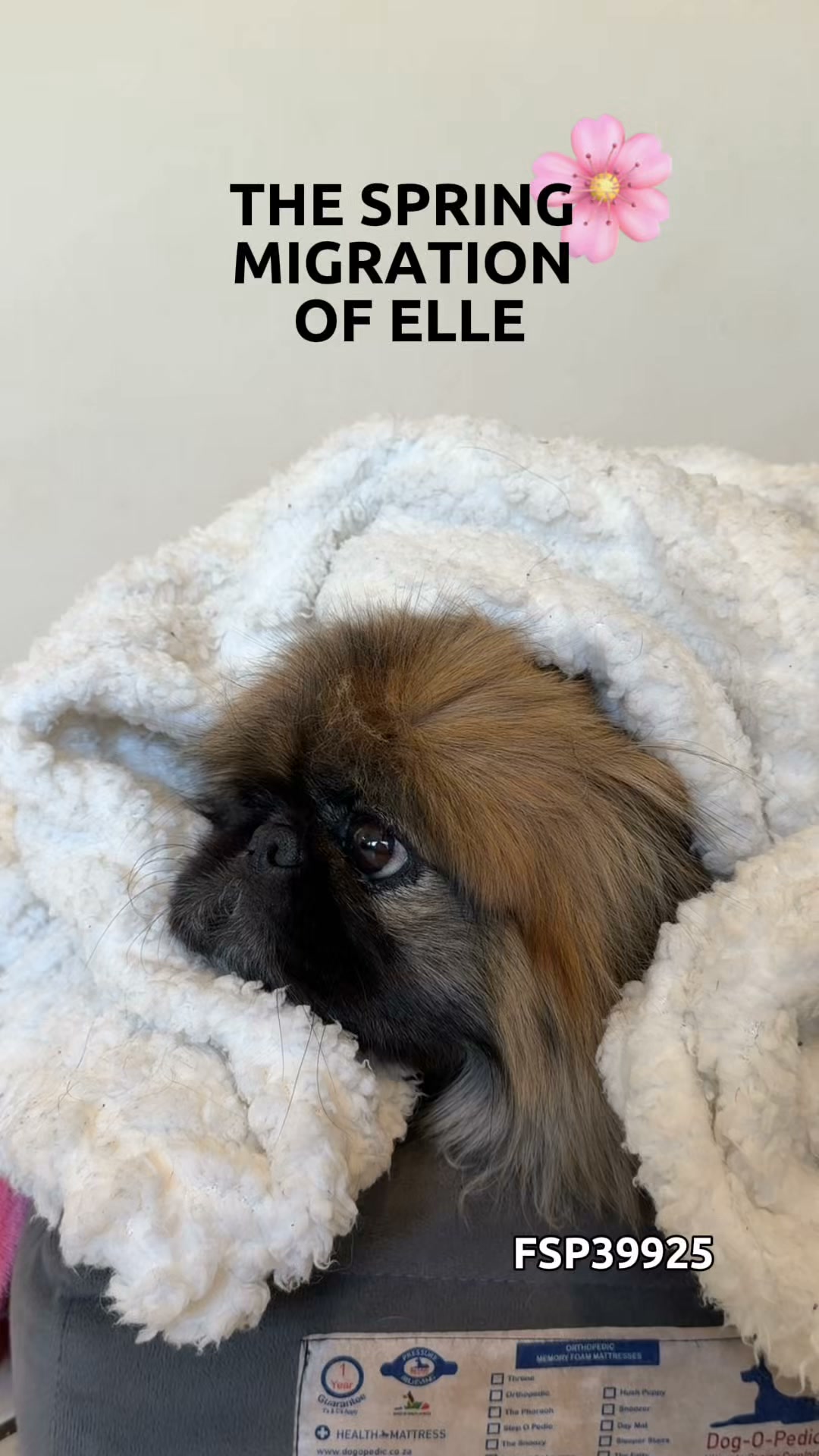 dotsure.co.za Pet Insurance Facebook ad: An extremely rare sighting: Elle voluntarily leaving her…