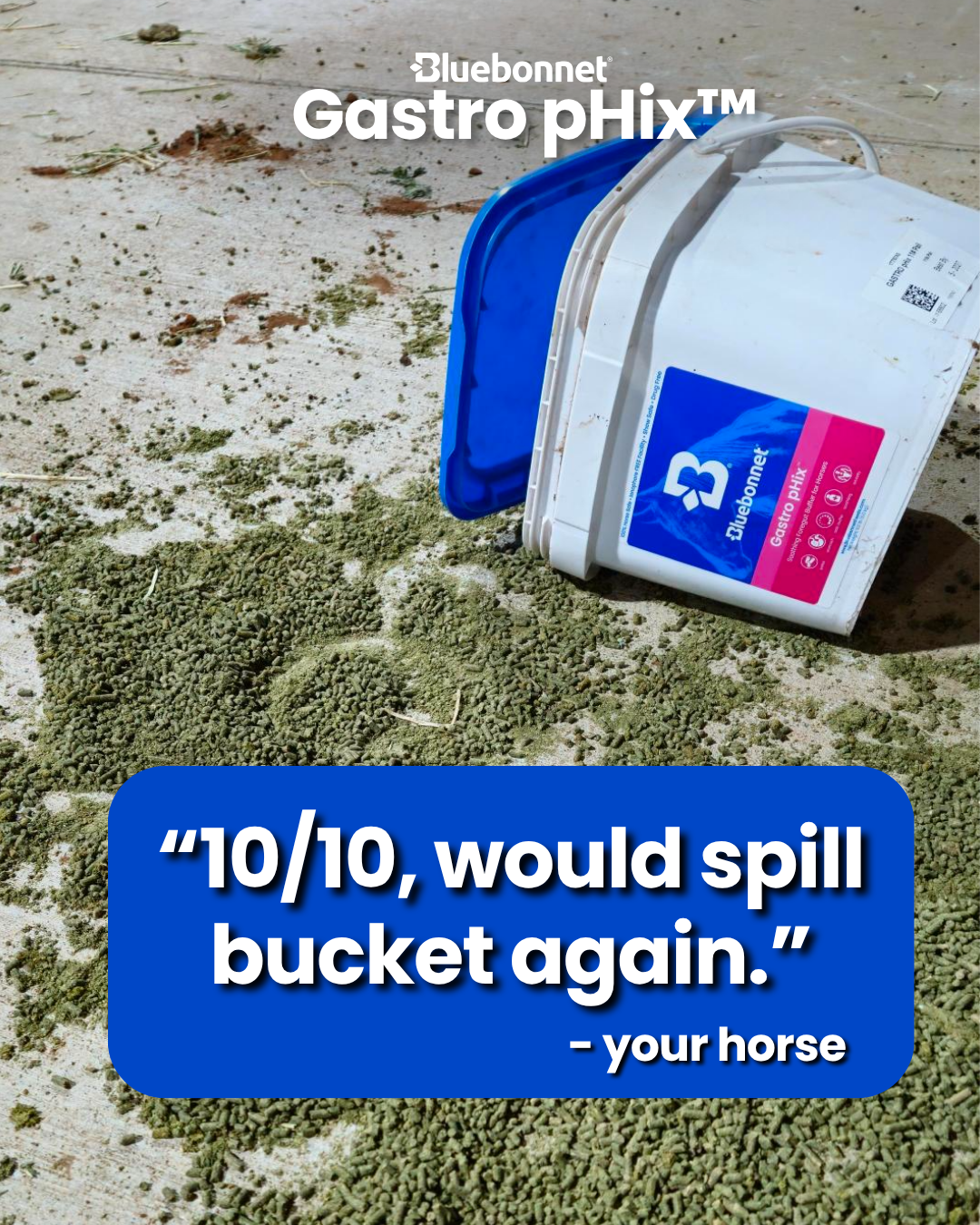 Bluebonnet Facebook ad: Real horse. Real owner. Real results.