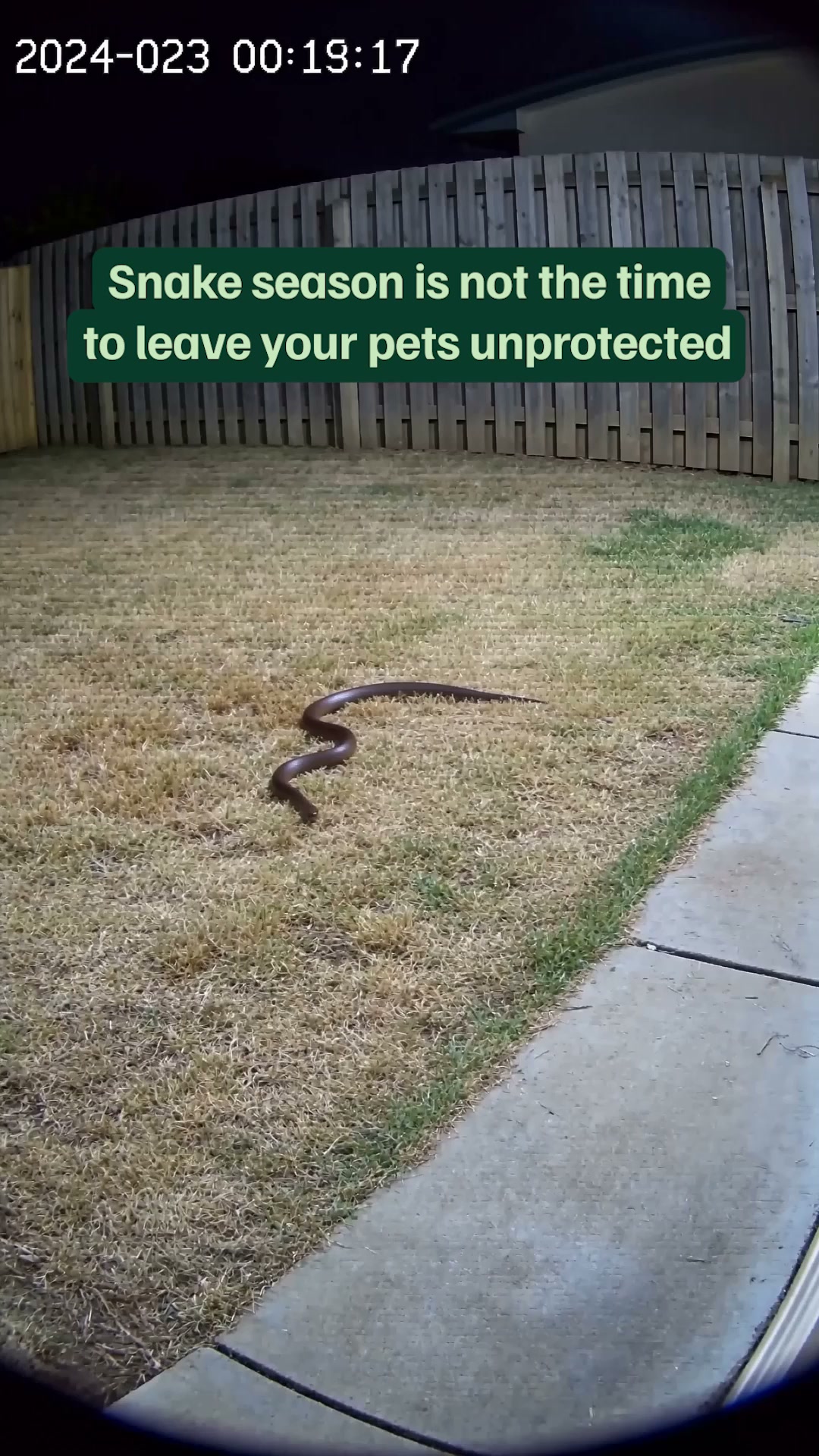 eDog Facebook ad: Australia's #1 Rated Snake Repeller