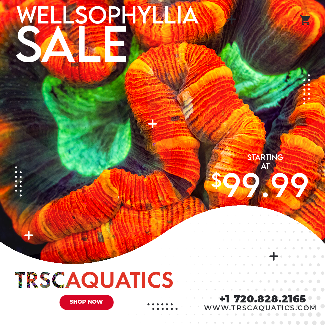TRSC Aquatics Facebook ad: Get the best corals for your aquarium!