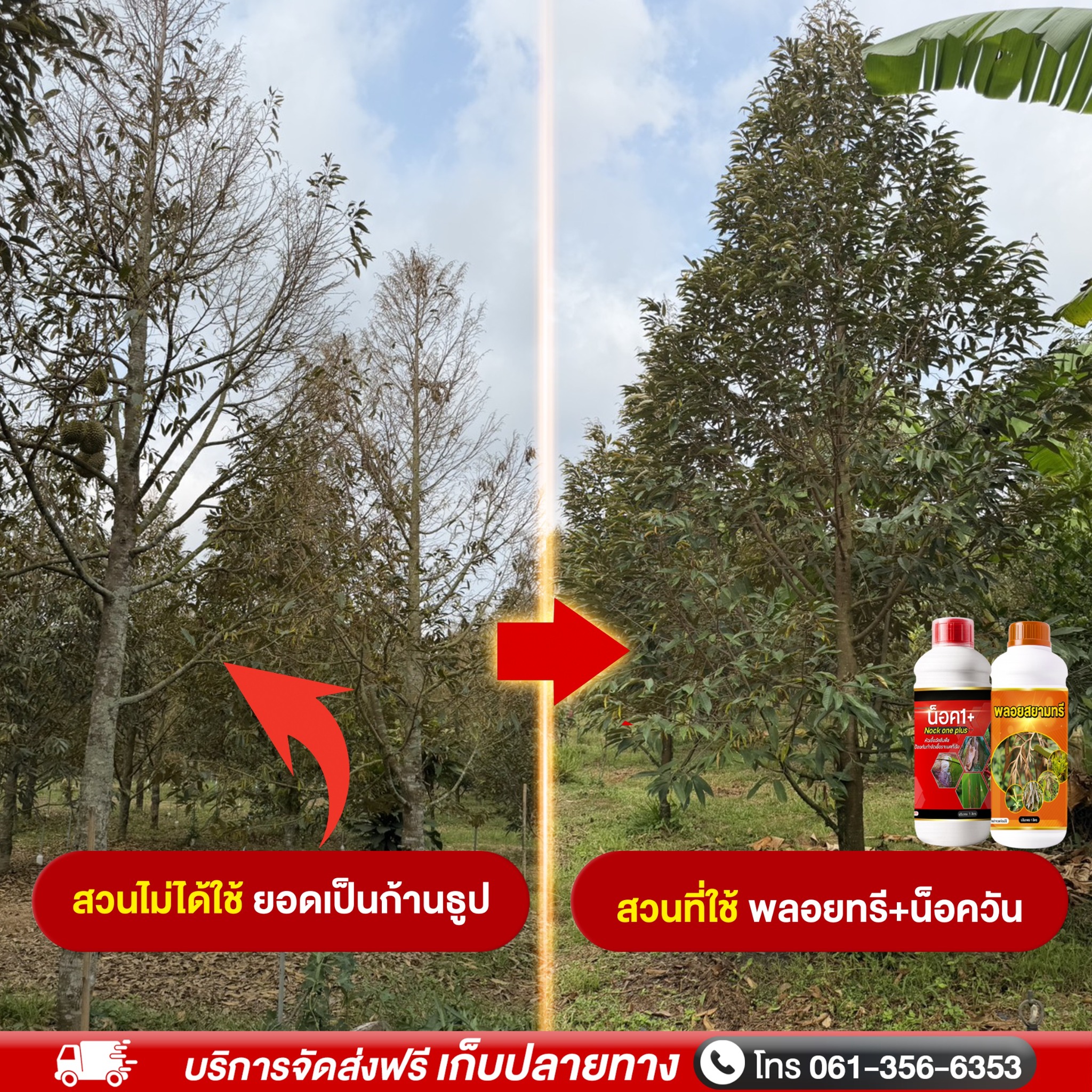 พลอยสยามพลัสจำหน่ายฮอร์โมนพืชรายใหญ่Tel.061-356-6353 Facebook ad: ต้นสมบูรณ์ไว ดอกมาเร็ว