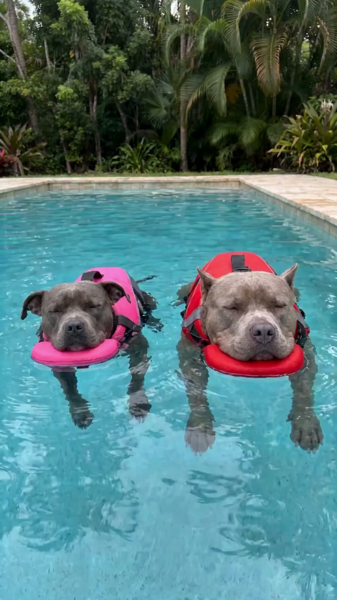 Vovixy Facebook ad: Finally Watch Your Dog Swim, Without the Worry
