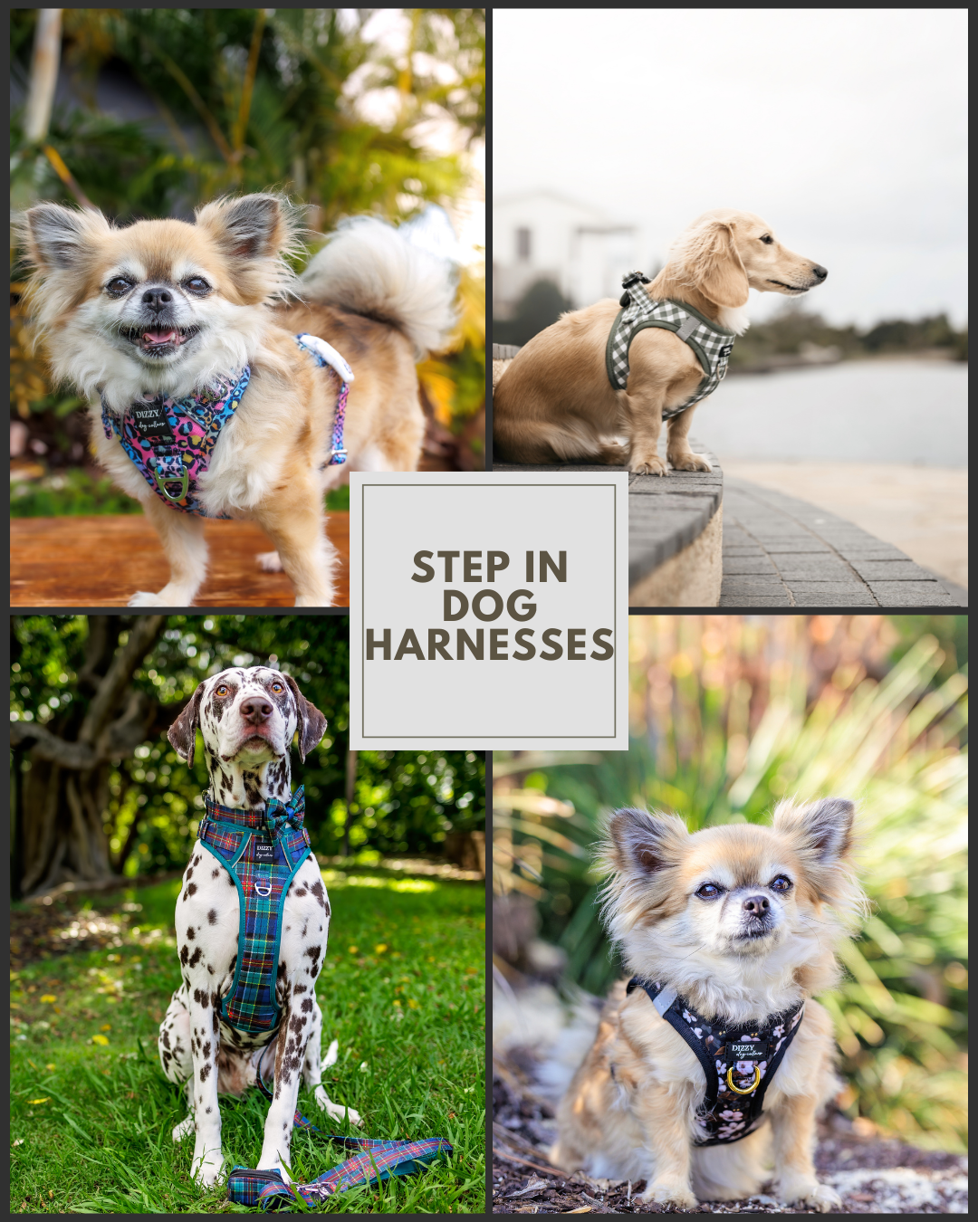 Dizzy Dog Collars Facebook ad