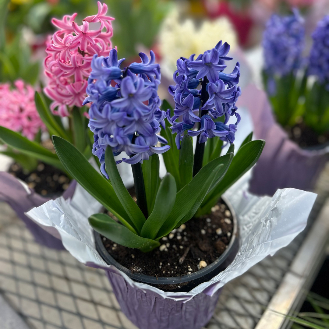 Smitty's Lawn and Landscape Facebook ad: Whether you're starting your first garden or leveling…