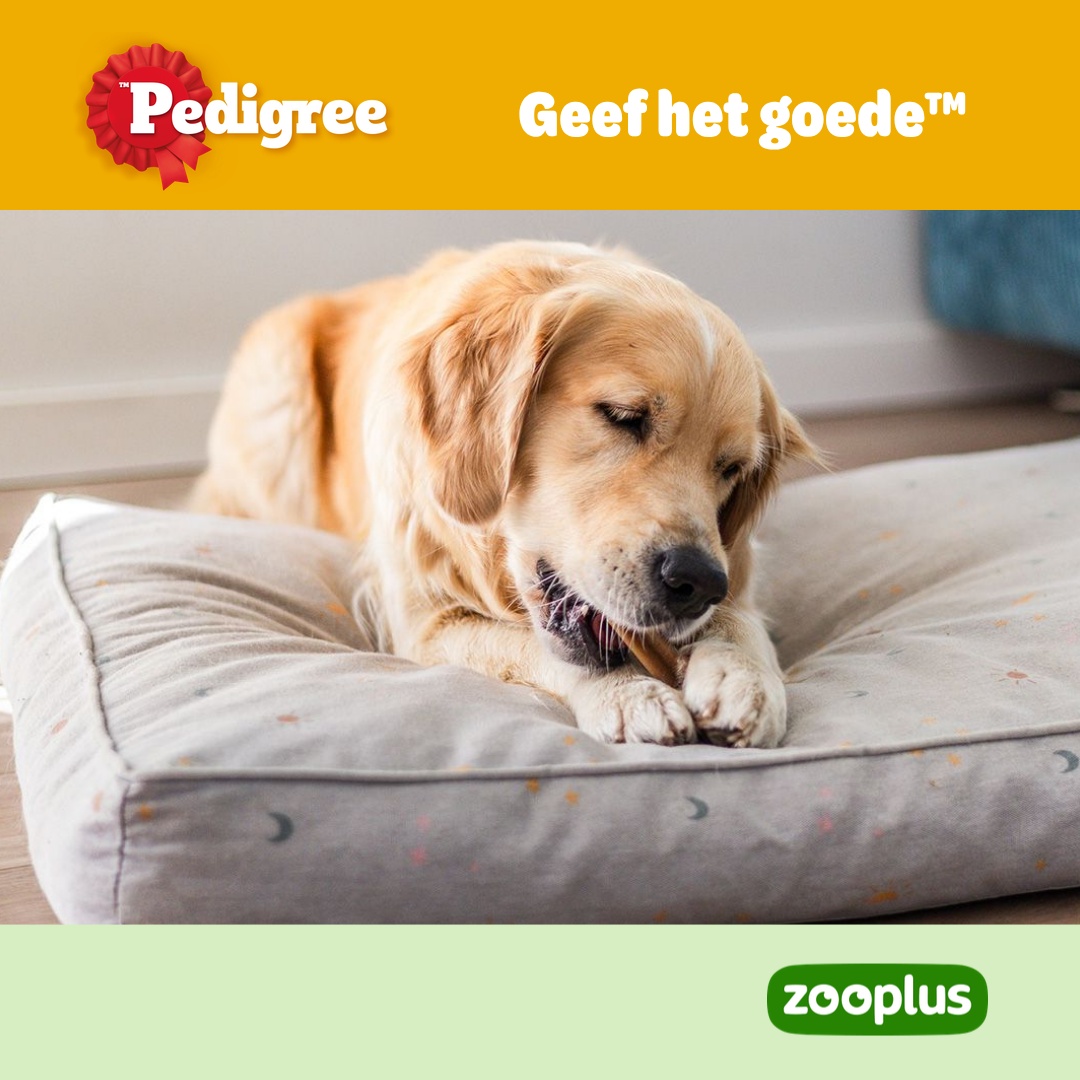 zooplus Facebook ad: PEDIGREE