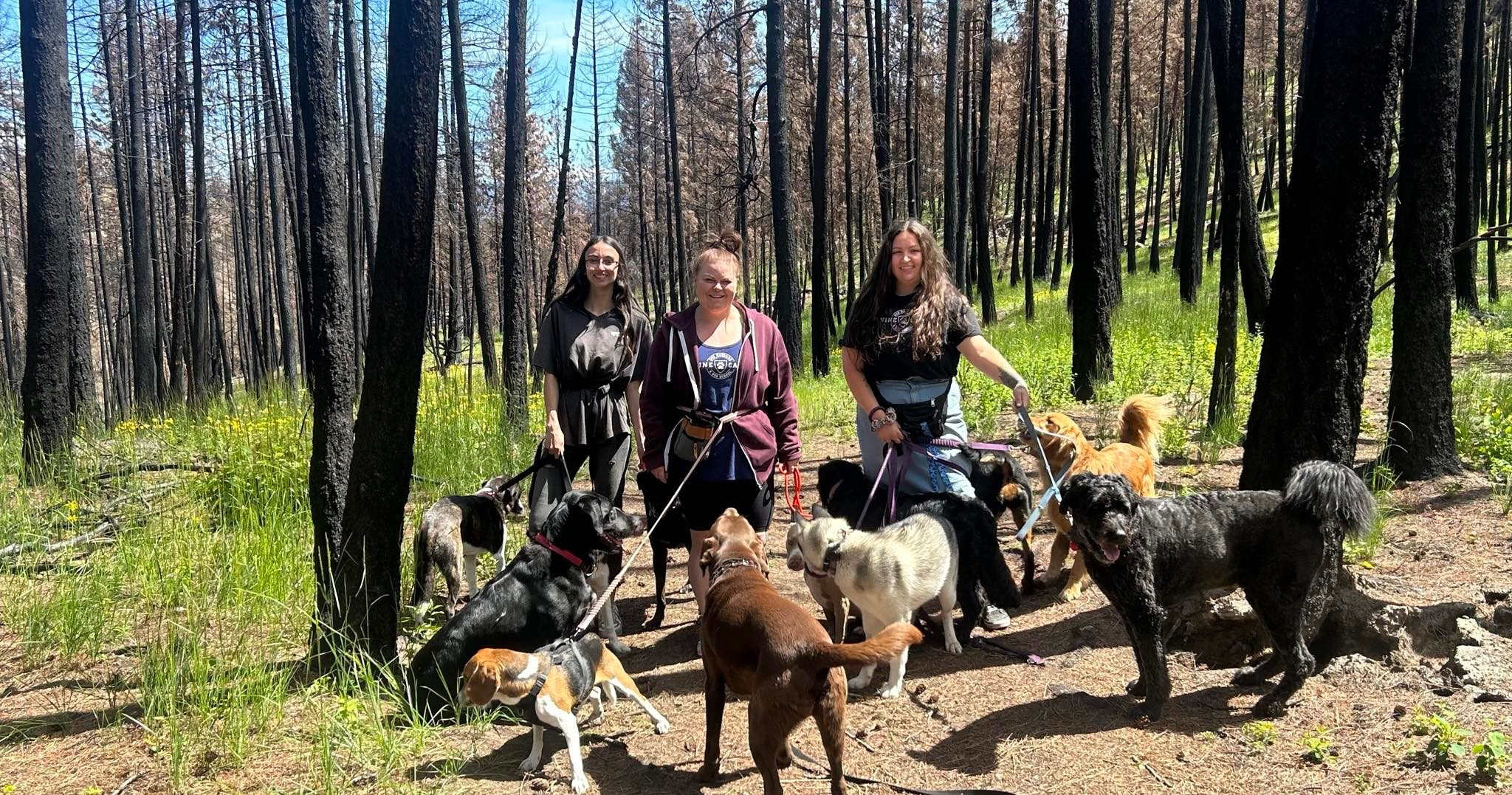 Canine Campus Dog Daycare Facebook ad: Do you need dog daycare?