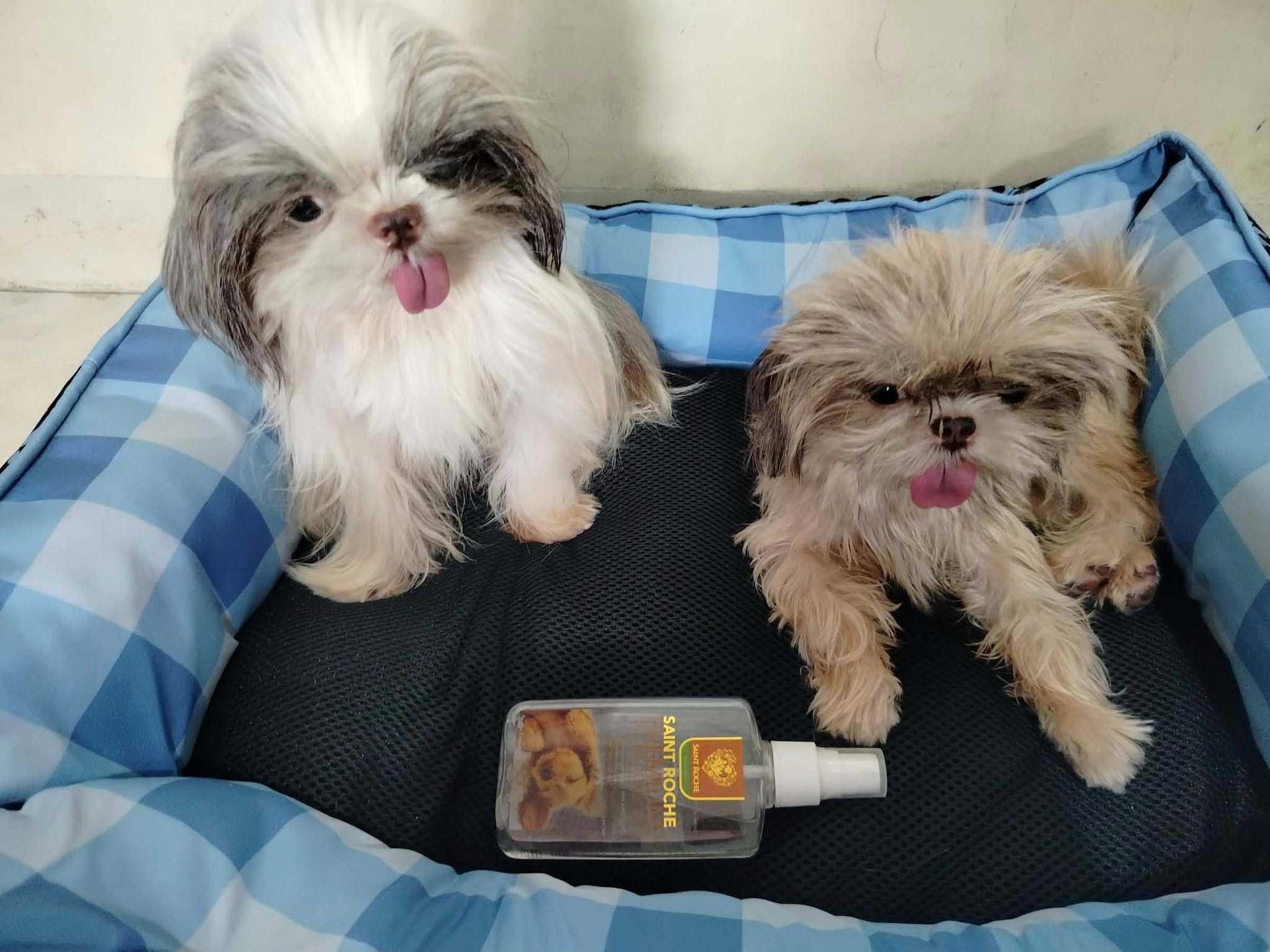 Saint Roche Premium Dog Shampoo Facebook ad