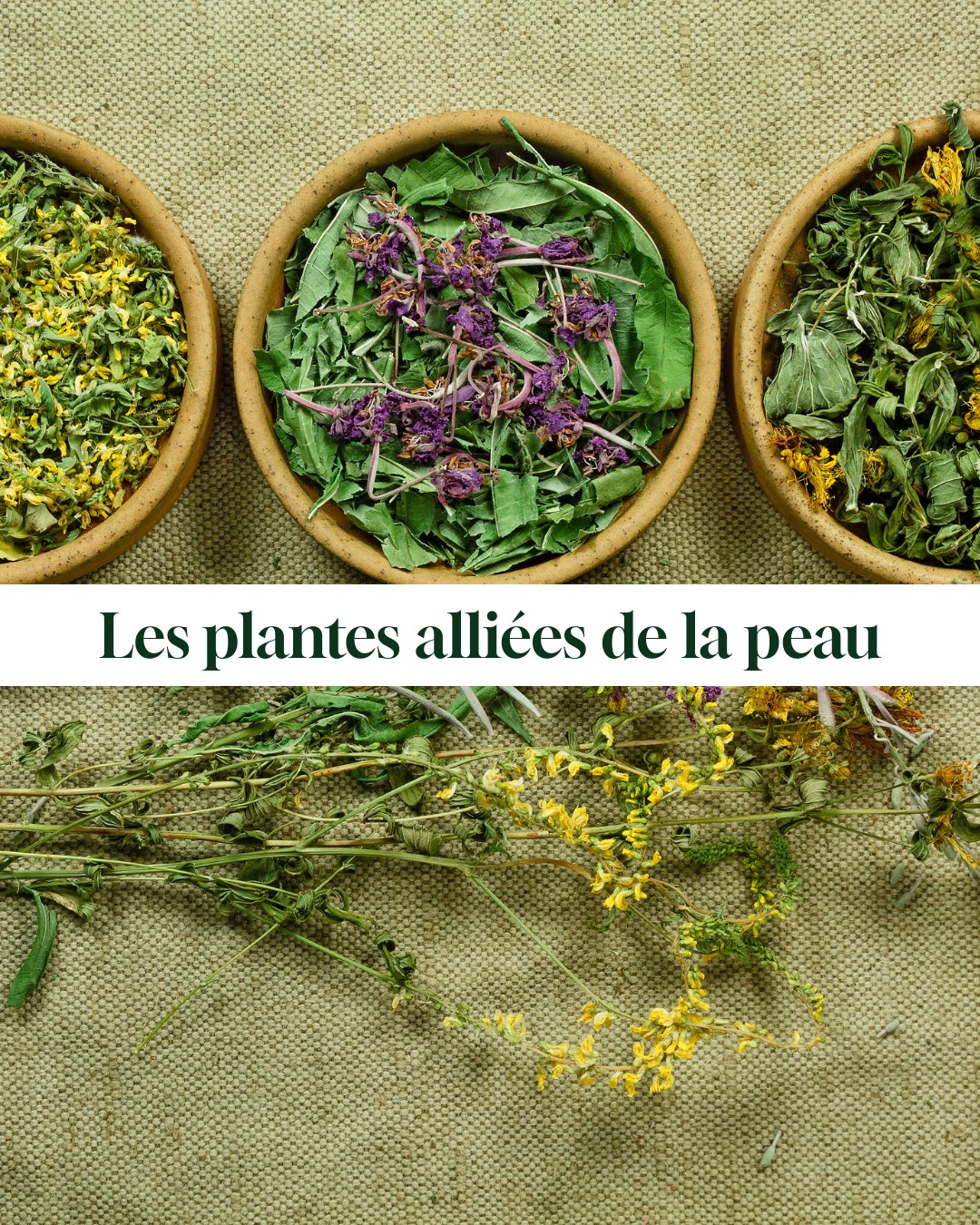 LPEV Laboratoire Facebook ad: Les plantes peuvent devenir de véritables alliés pour…