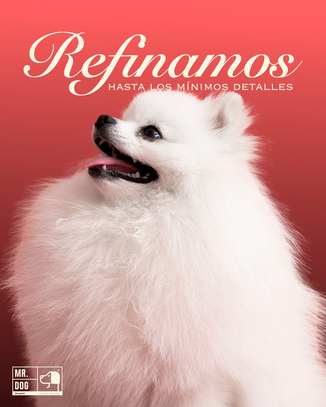 Mr. Dog on Point Facebook ad: ¿Buscas el estándar supremo para tu compañero?