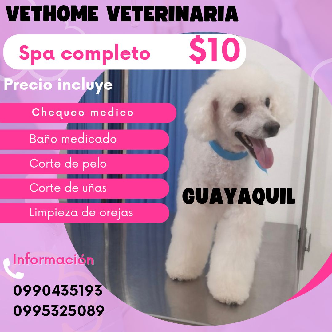 VET HOME Facebook ad: Chatea con nosotros