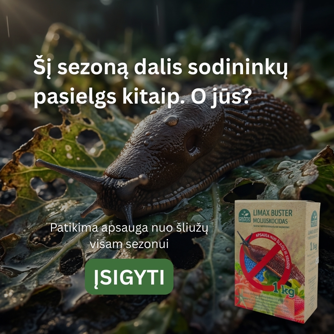 Nojaus sėklos Facebook ad