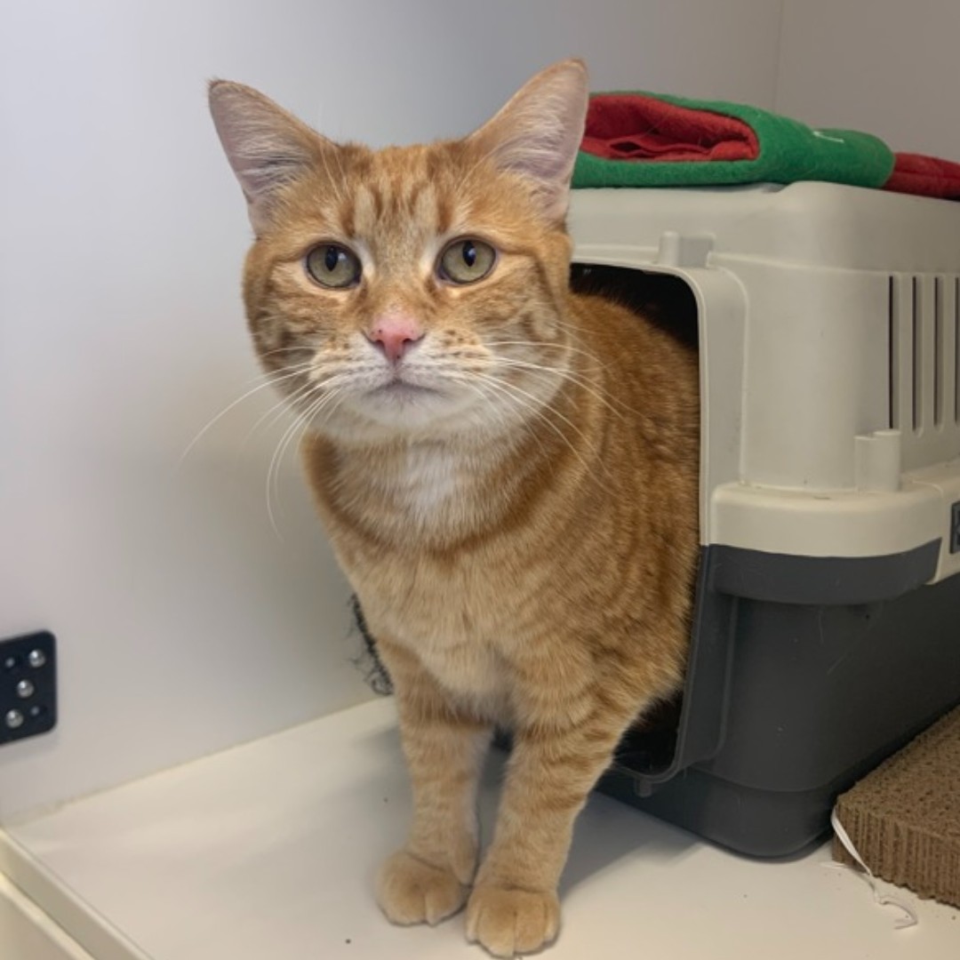 BC SPCA (BCSPCA) Facebook ad