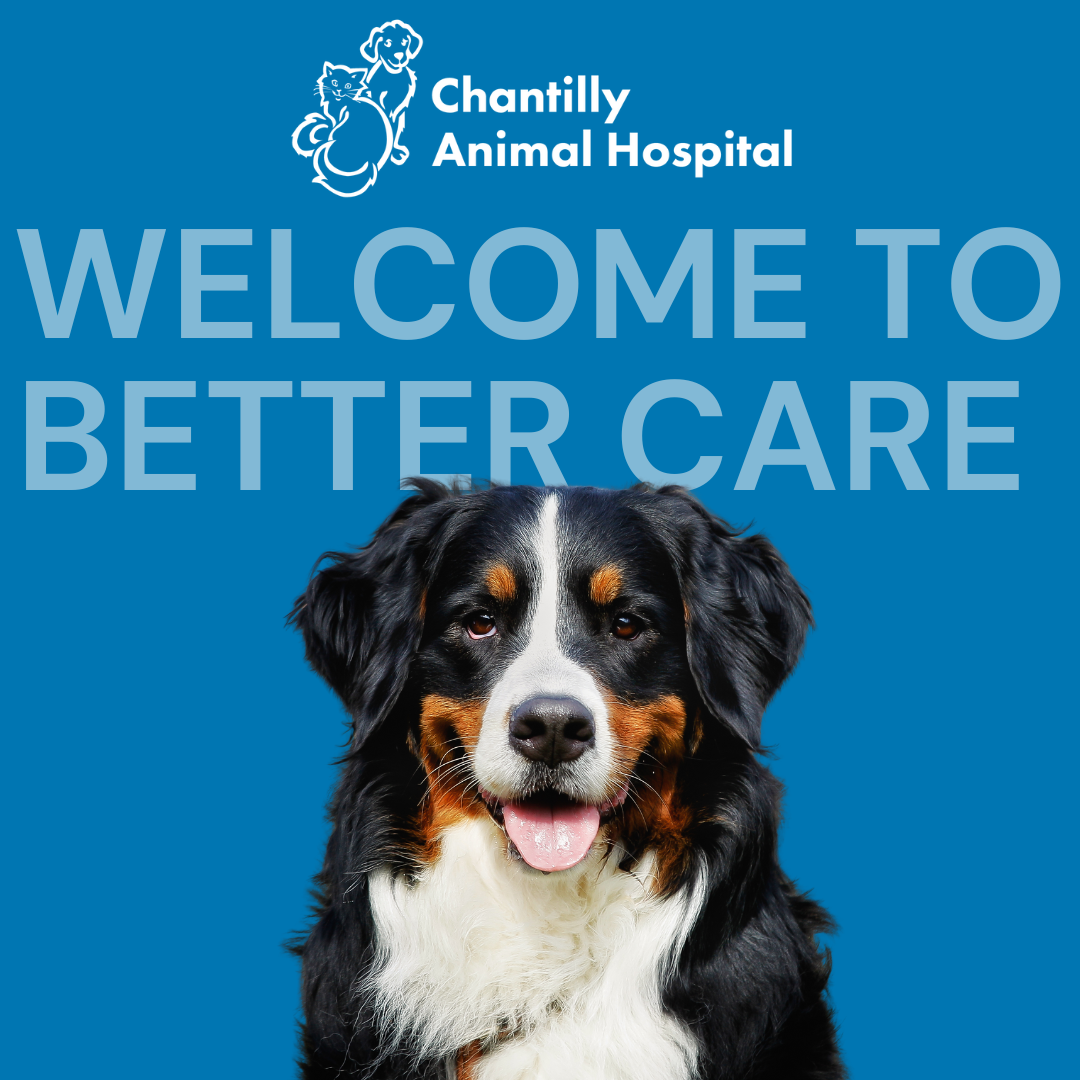 Chantilly Animal Hospital Facebook ad: New Clients, $50 Off Your First Exam!