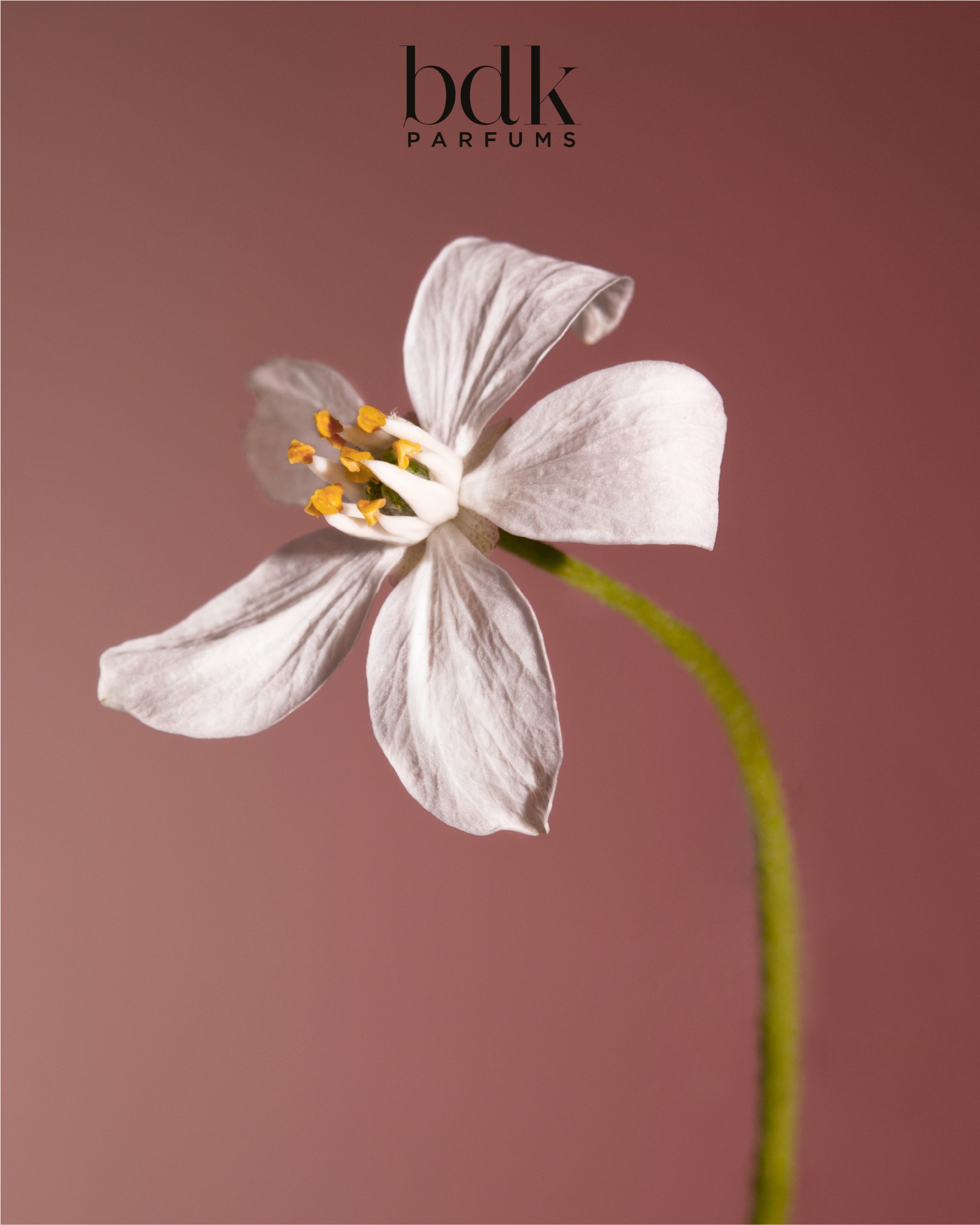 BDK Parfums Facebook ad