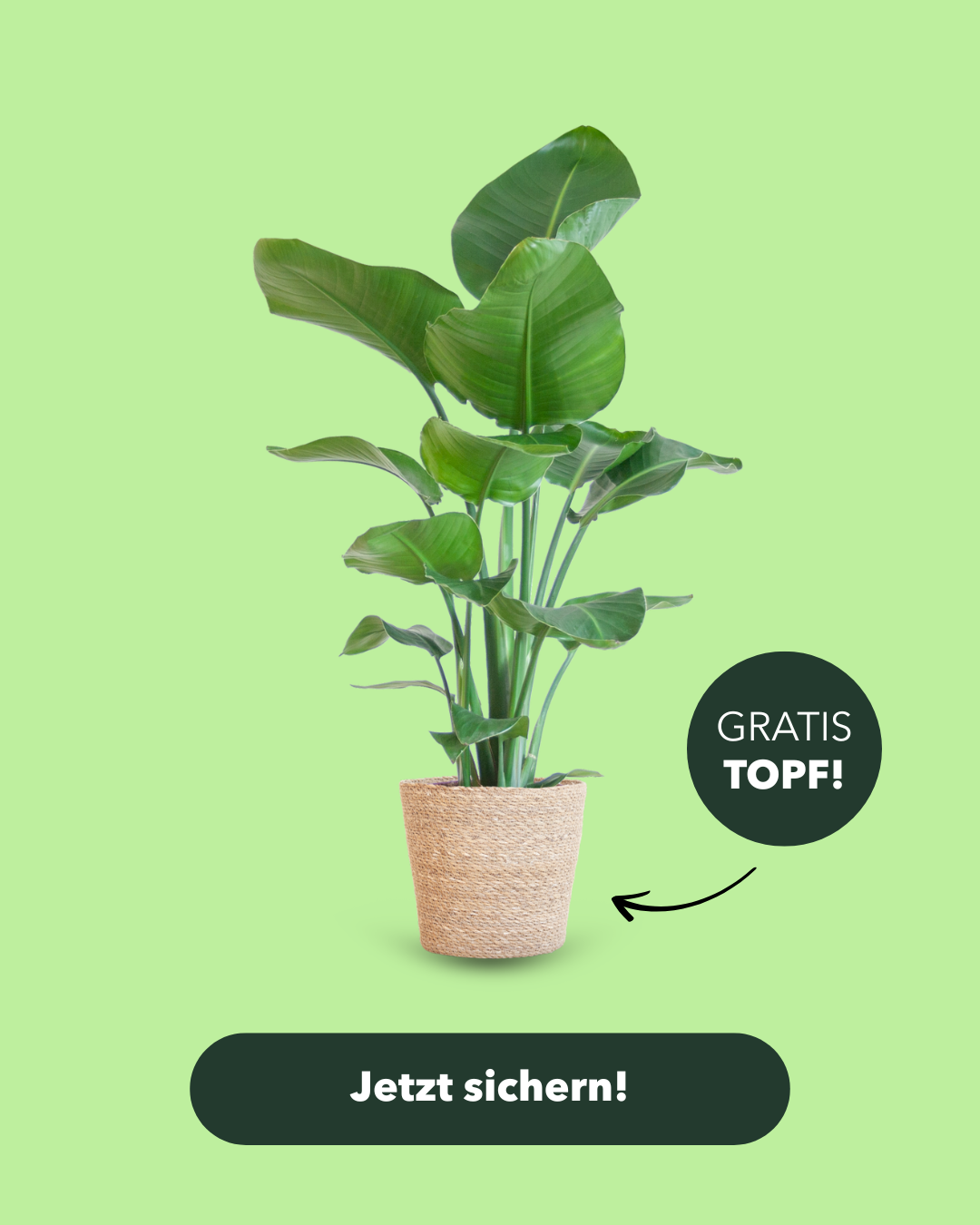 Plantzy.de Facebook ad: Deine neue Zimmerpflanze