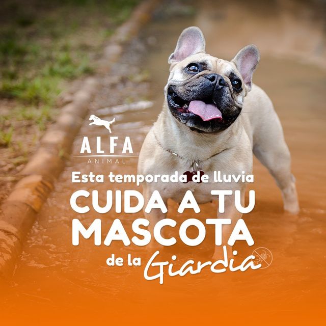 Alfa Animal Facebook ad