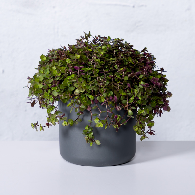 Tuincentrum.nl Facebook ad