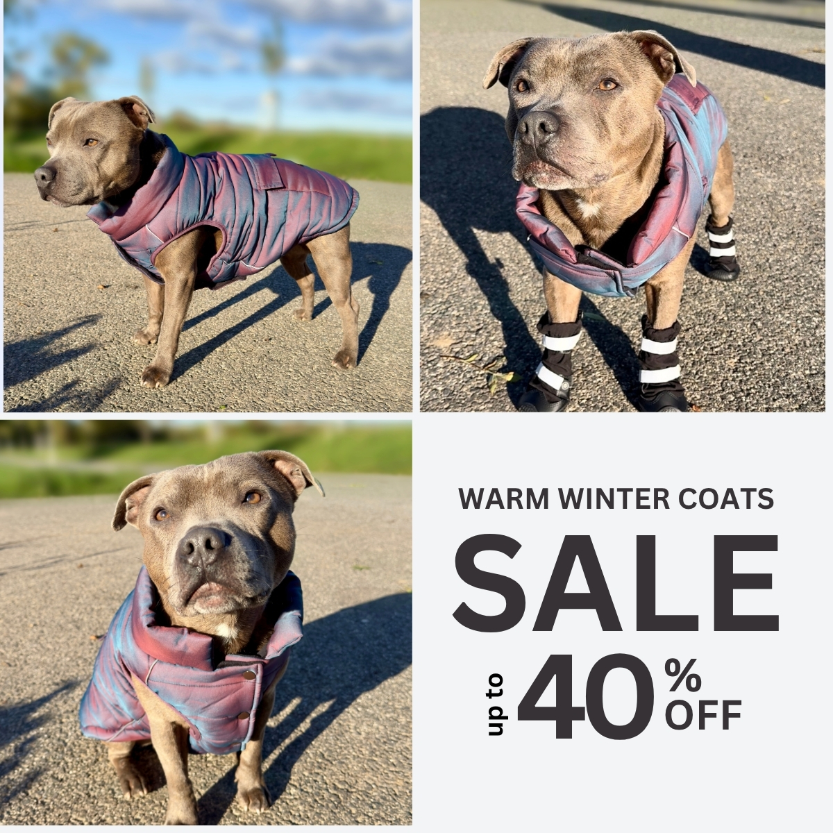 Spark Paws Facebook ad
