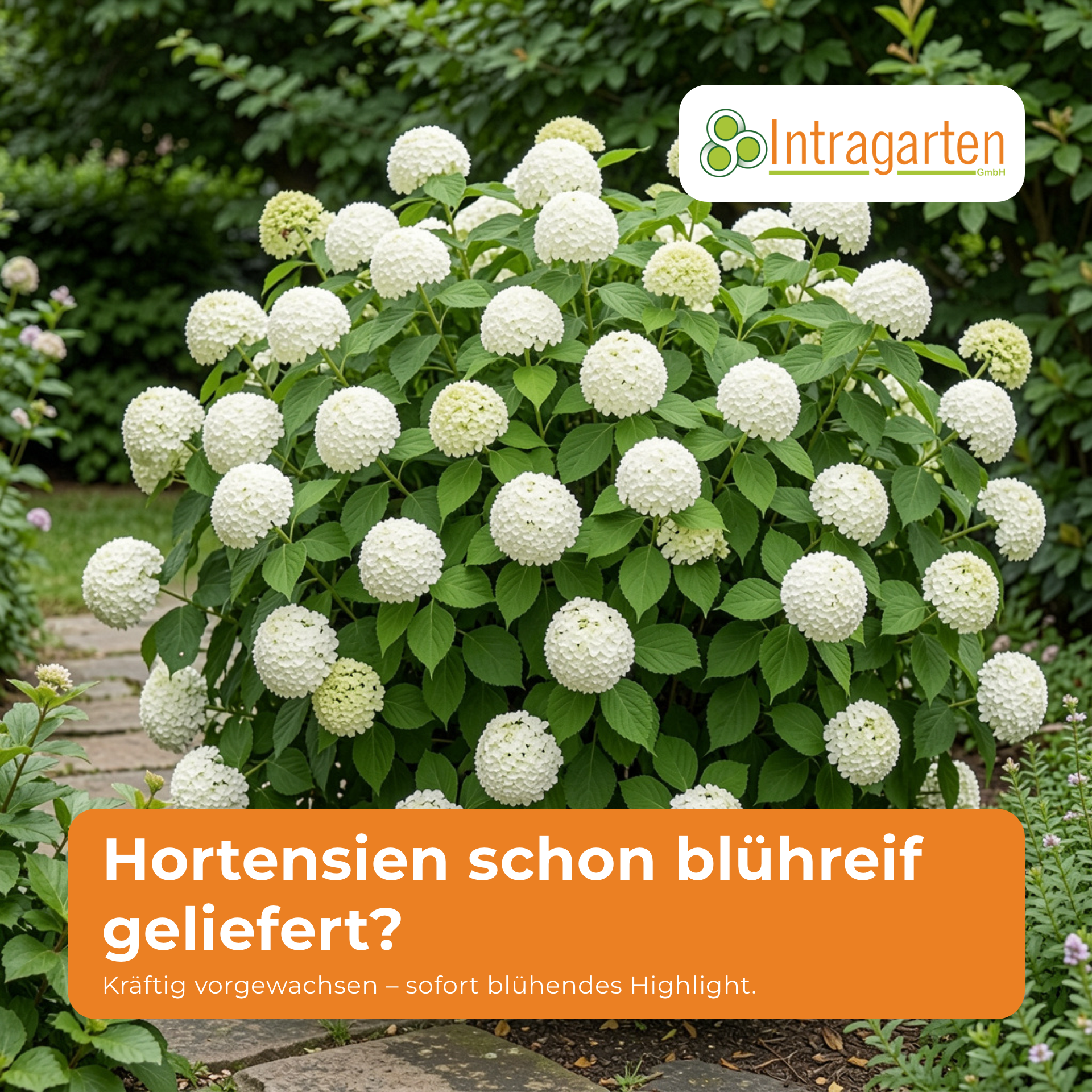 Intragarten GmbH Facebook ad: Mehr Privatsphäre im Garten? Entdecke unsere…
