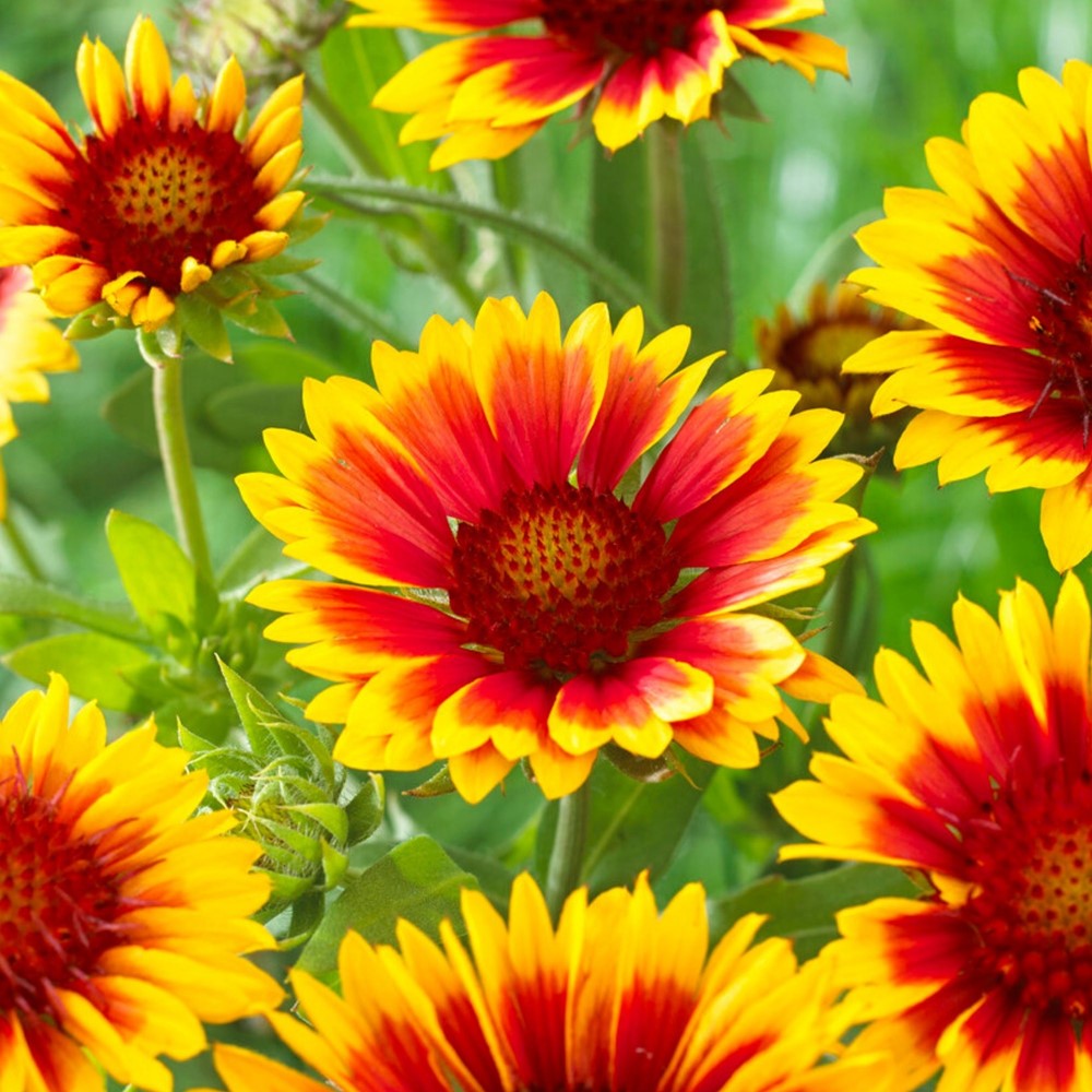 Koeman Flowerbulbs BV Facebook ad