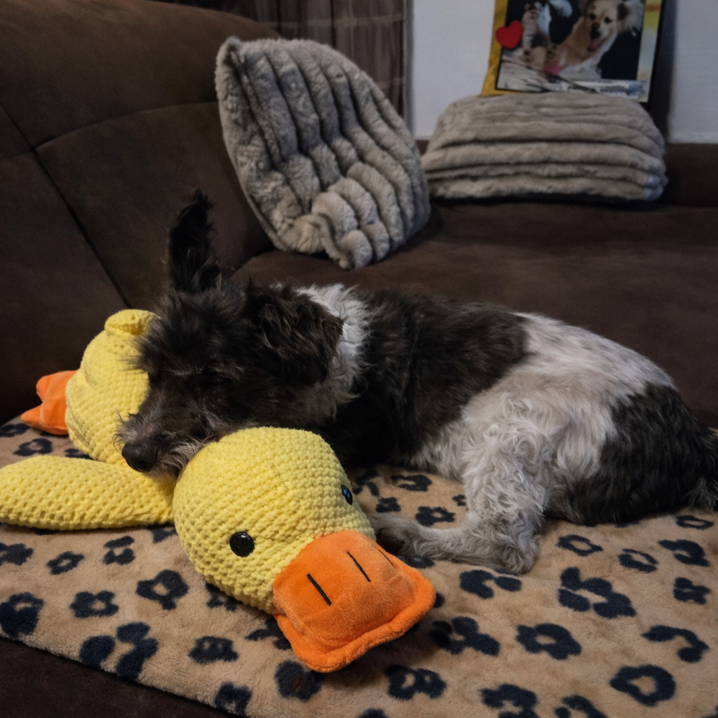 Olivia’s Dog Diary Facebook ad: Read if you've tried to fix your dog's separation anxiety…