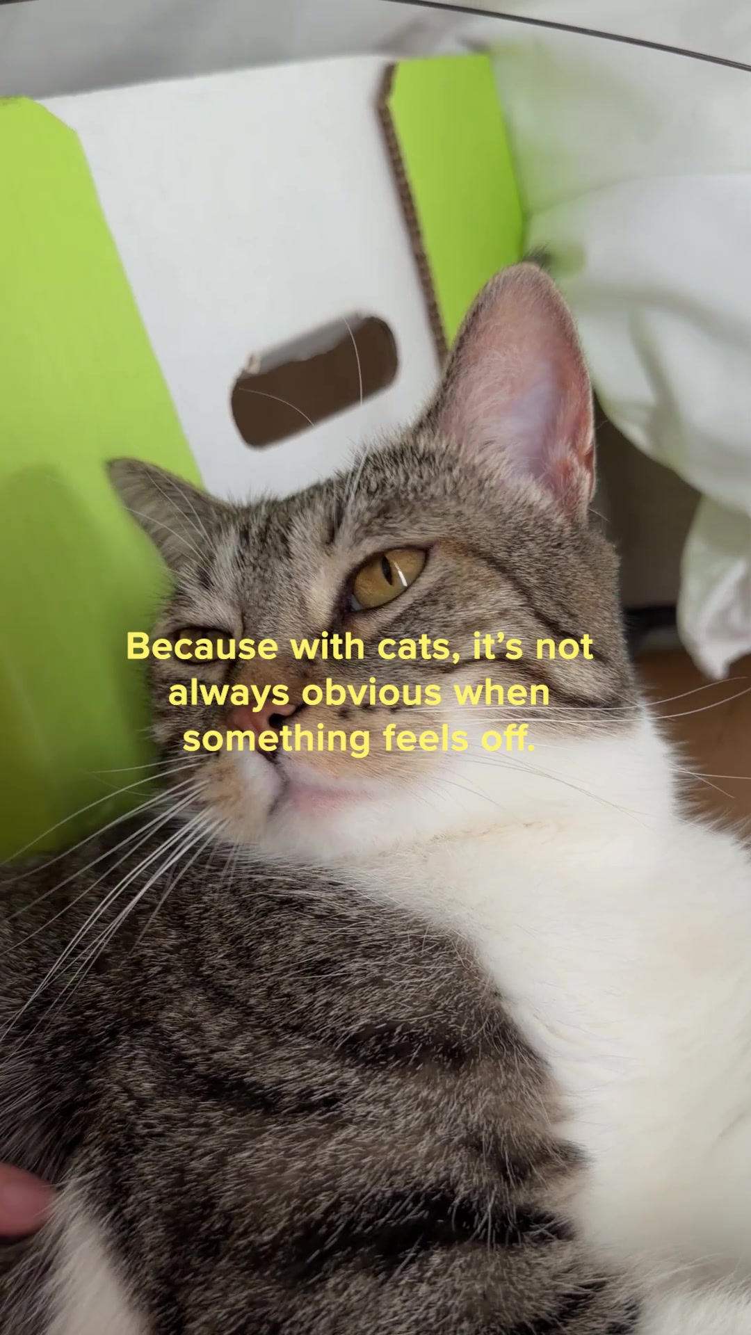 Smalls Facebook ad: Human-Grade Fresh Cat Food